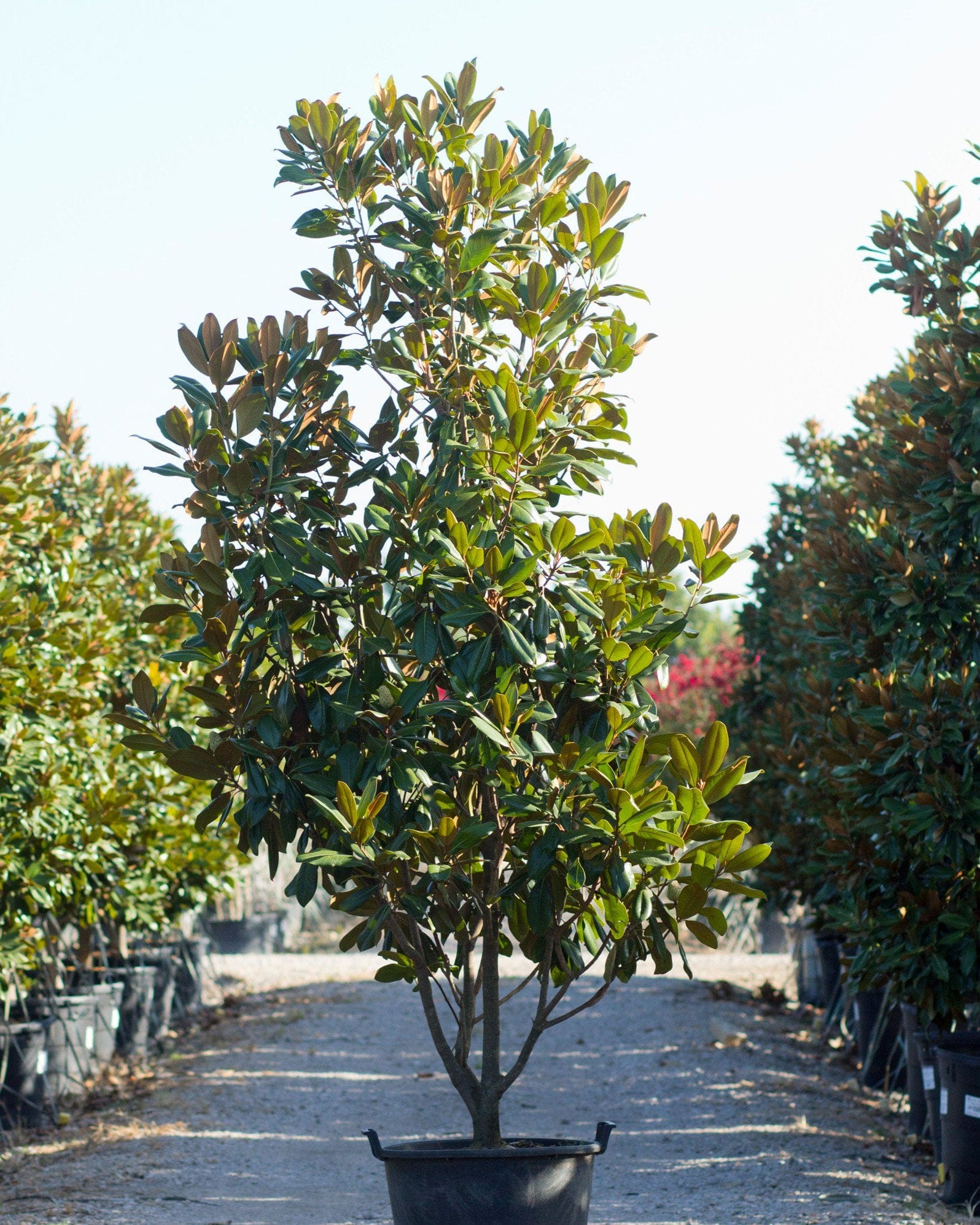 Edith Bogue Magnolia