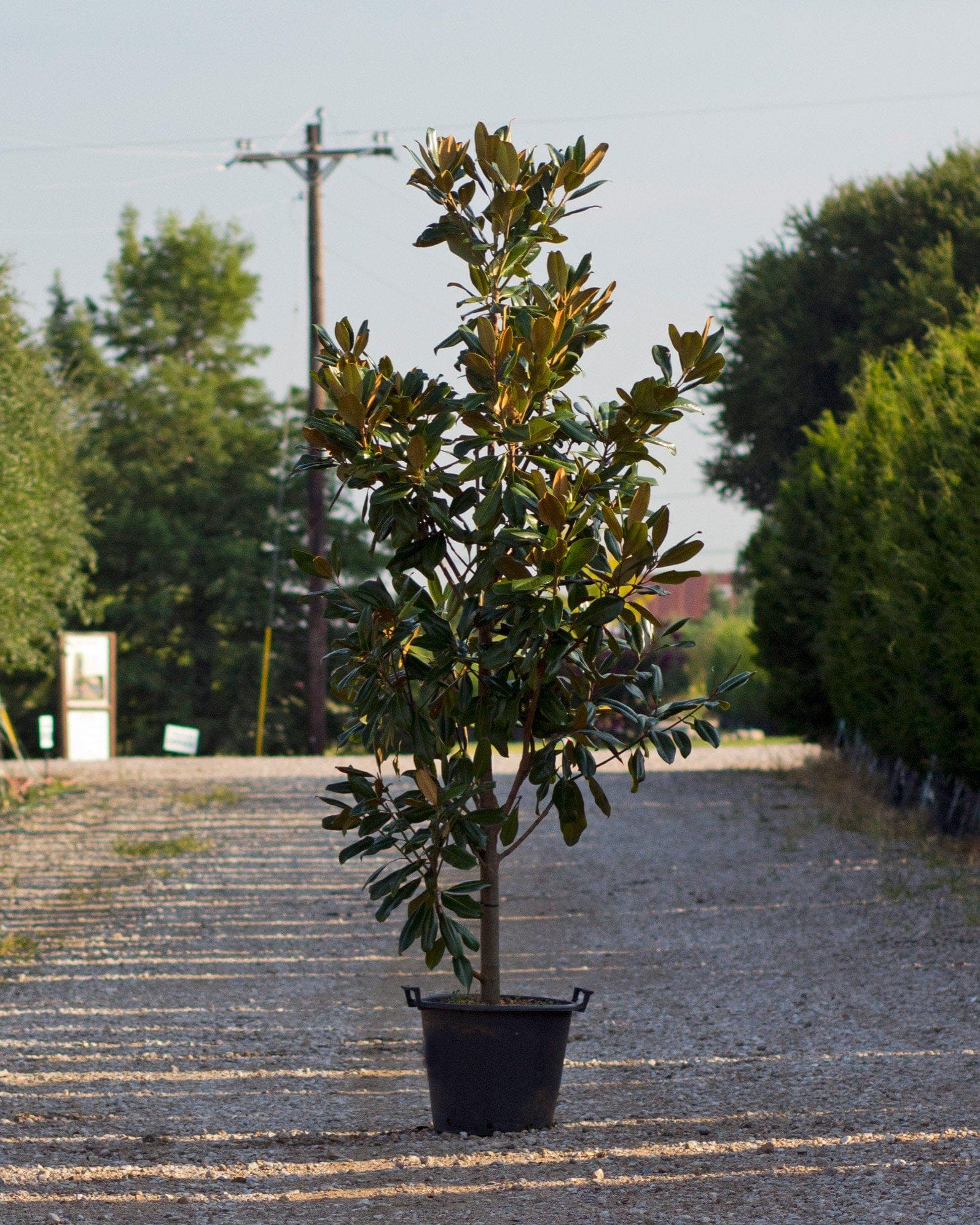 Edith Bogue Magnolia - view 2