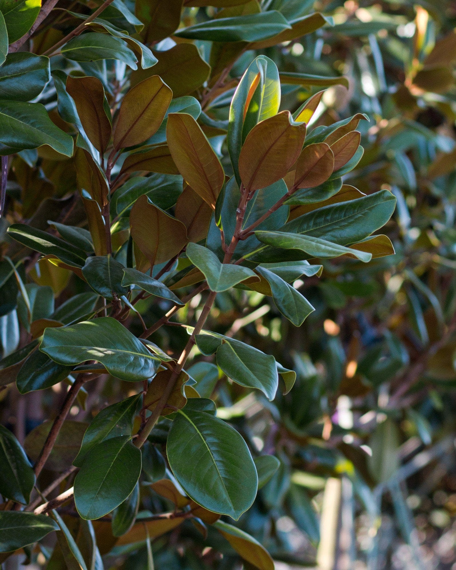 Edith Bogue Magnolia - view 3