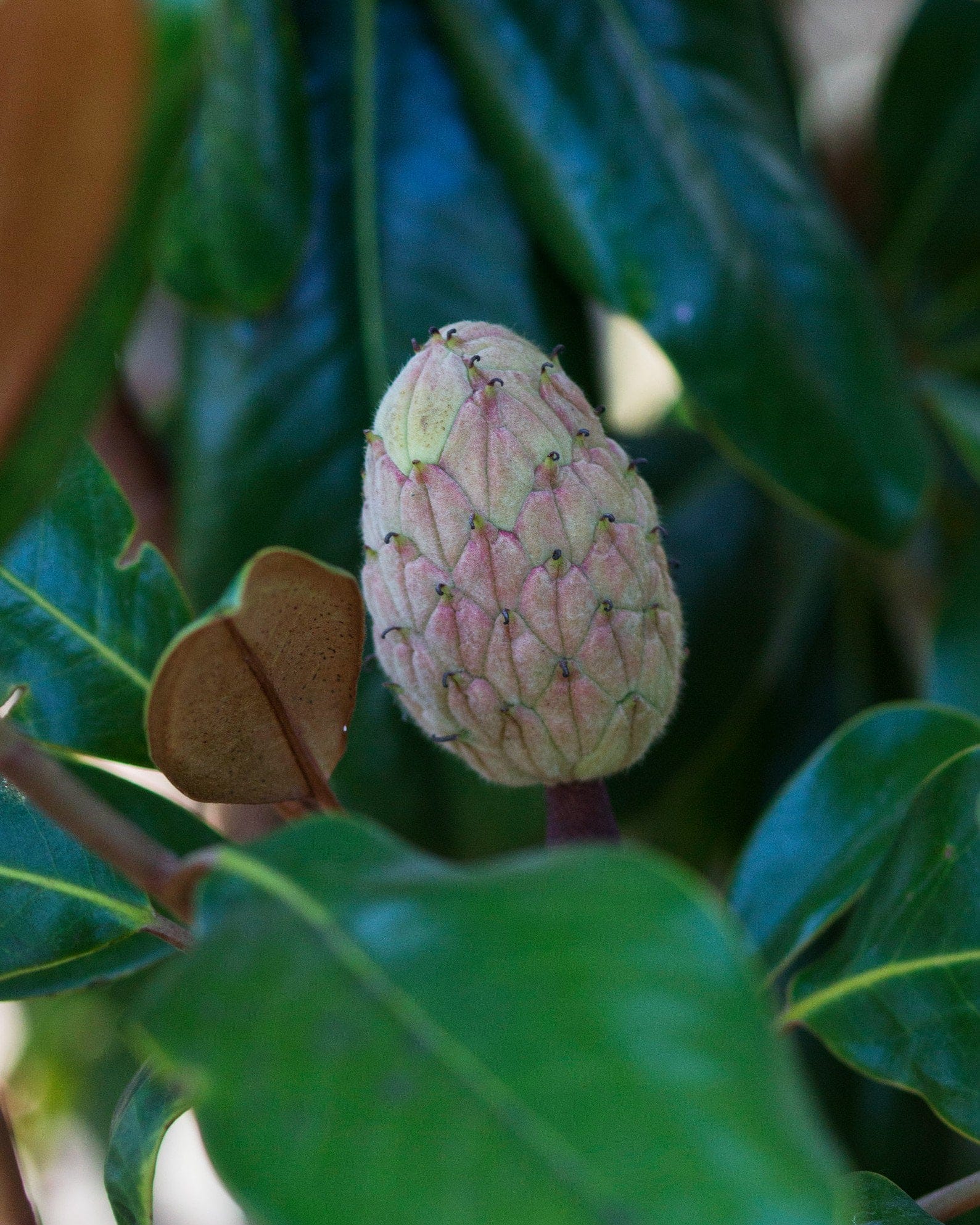 Edith Bogue Magnolia - view 4