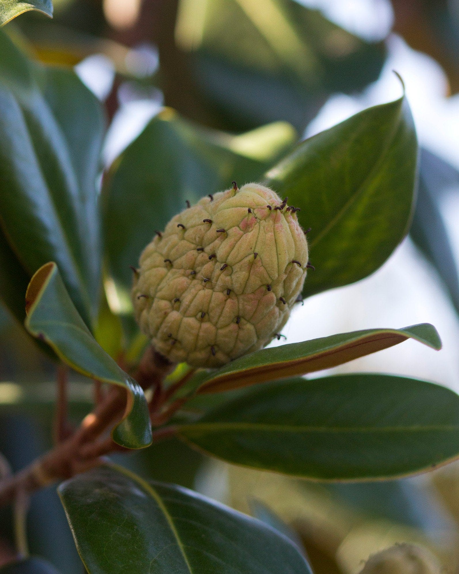 Edith Bogue Magnolia - view 5