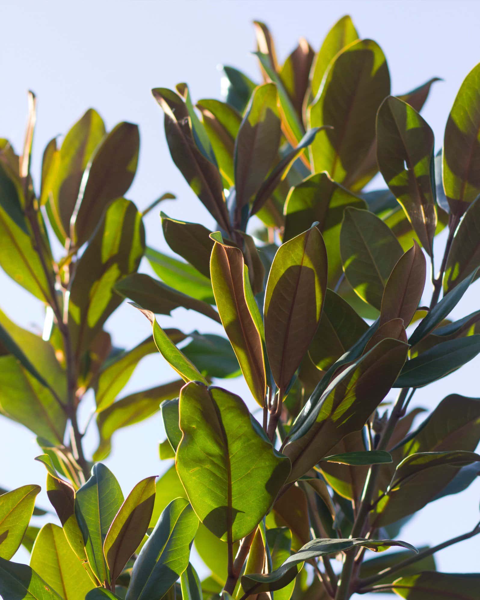 Edith Bogue Magnolia - Image 5