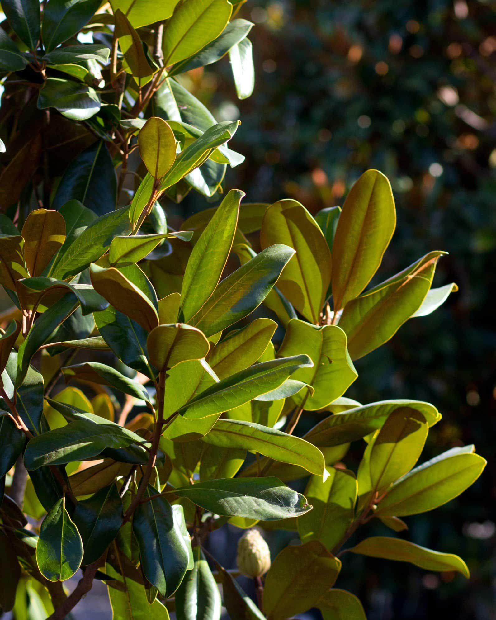 Edith Bogue Magnolia - Image 6