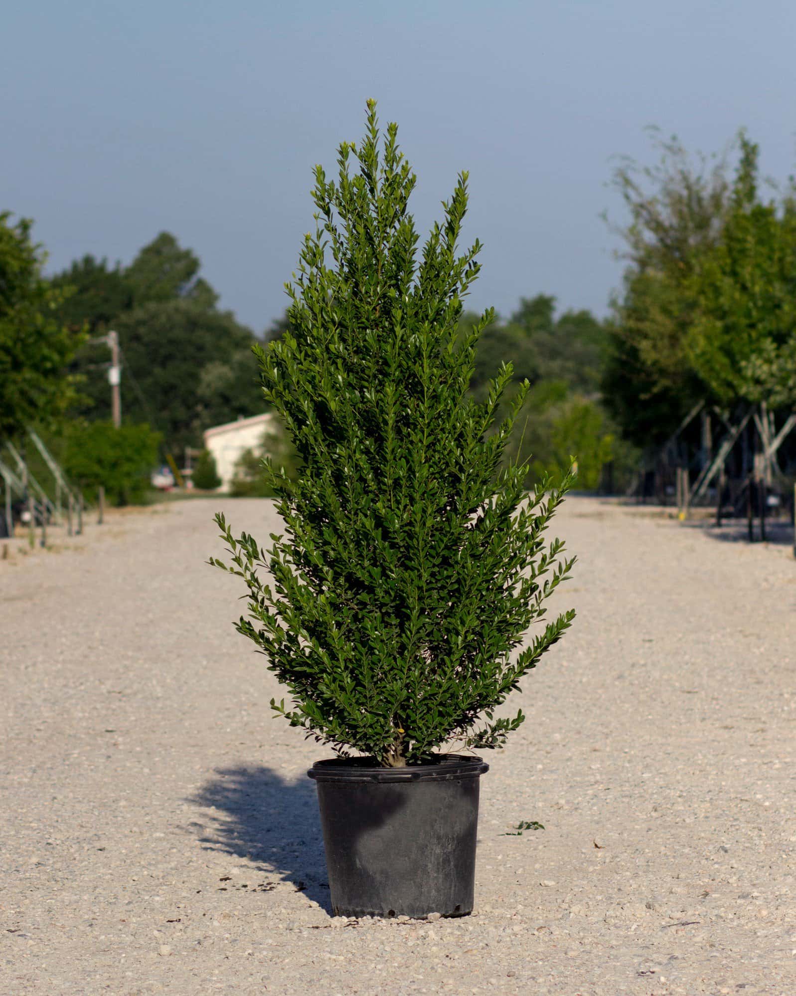 Emerald Colonnade Holly - Main Image