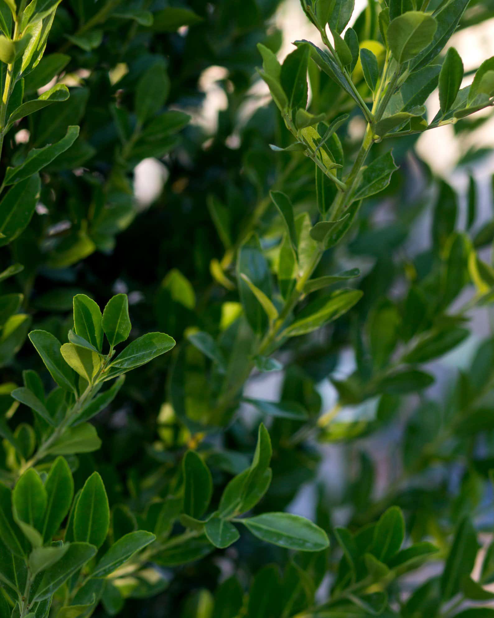 Emerald Colonnade Holly - Image 3