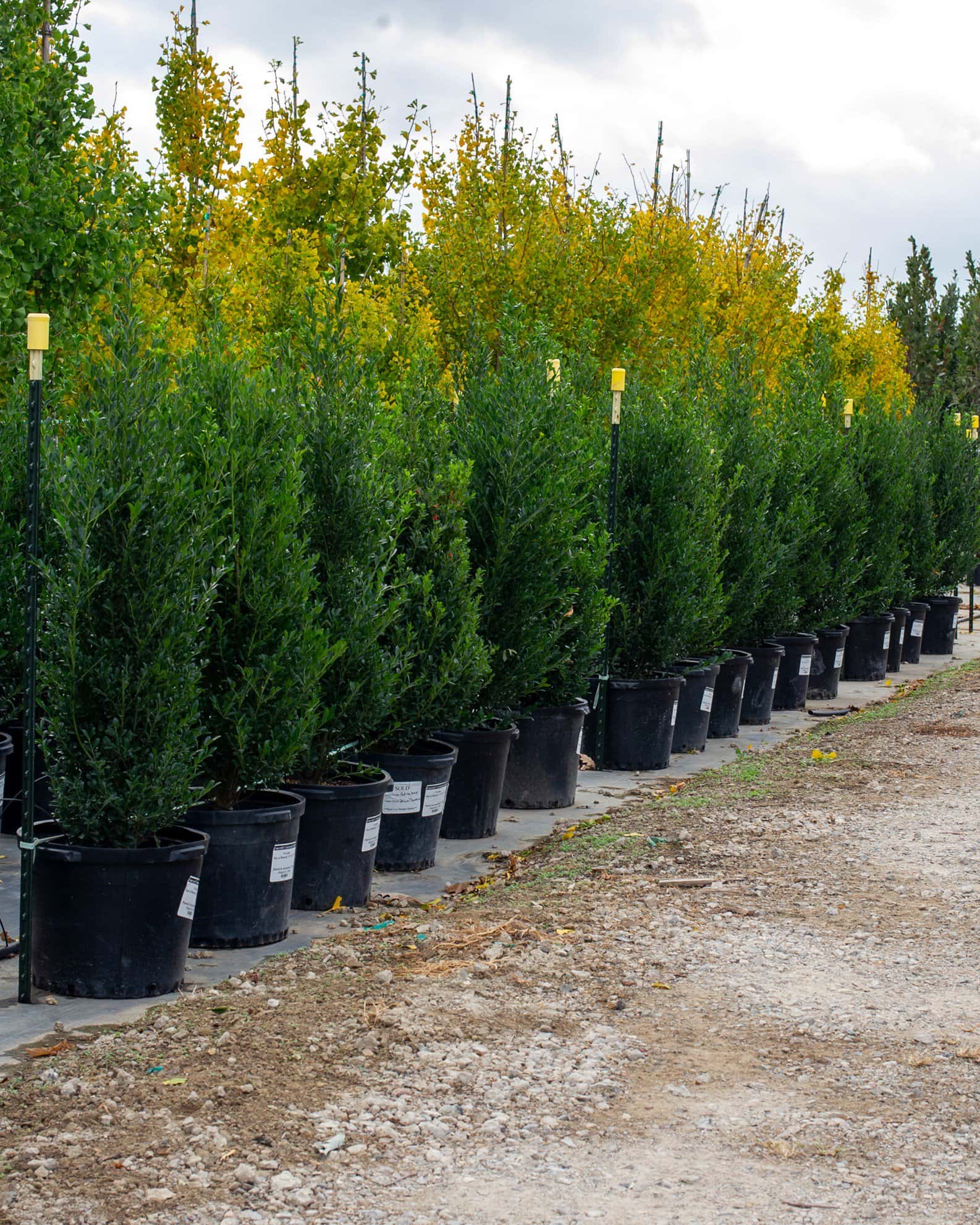Emerald Colonnade Holly - Image 6