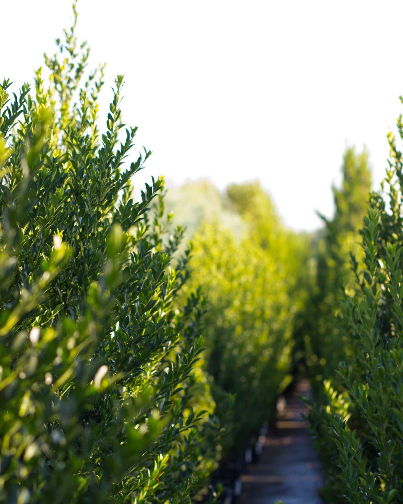 Emerald Colonnade Holly - Image 7