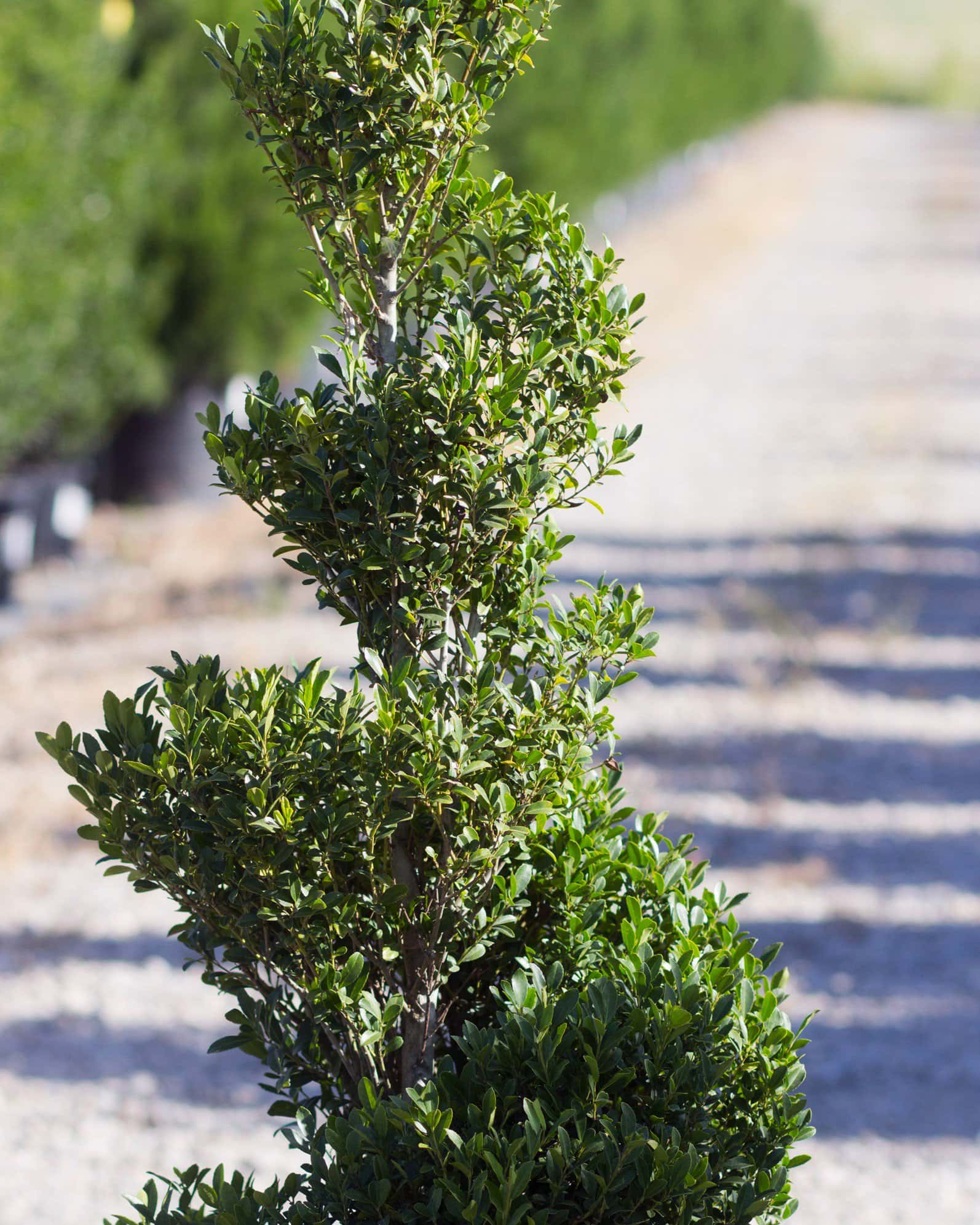 Emerald Colonnade Holly Spiral - Image 1