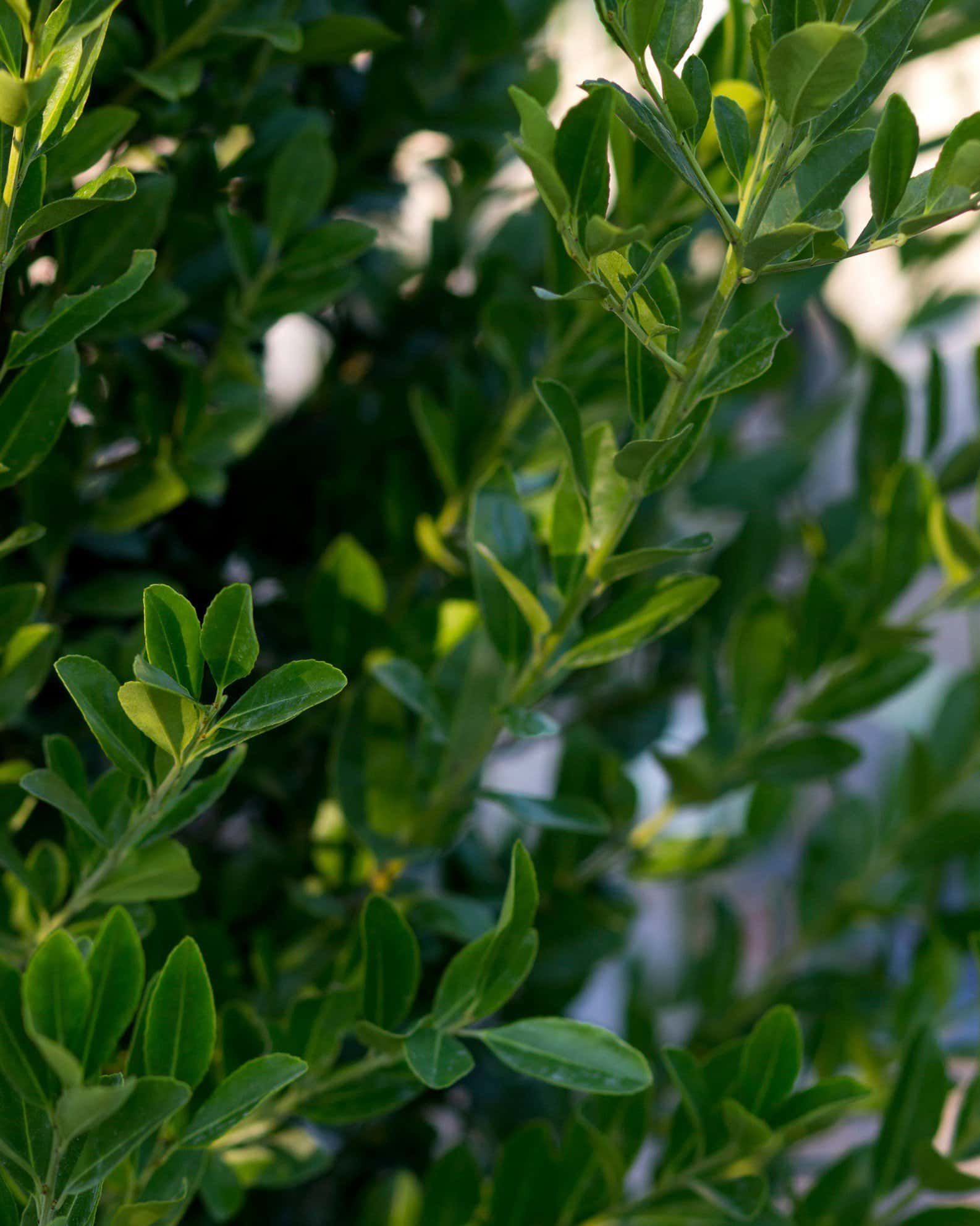 Emerald Colonnade Holly Spiral - Image 2