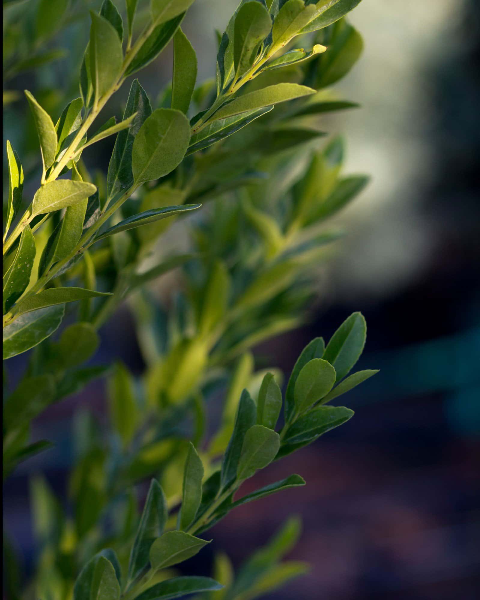 Emerald Colonnade Holly Spiral - Image 3