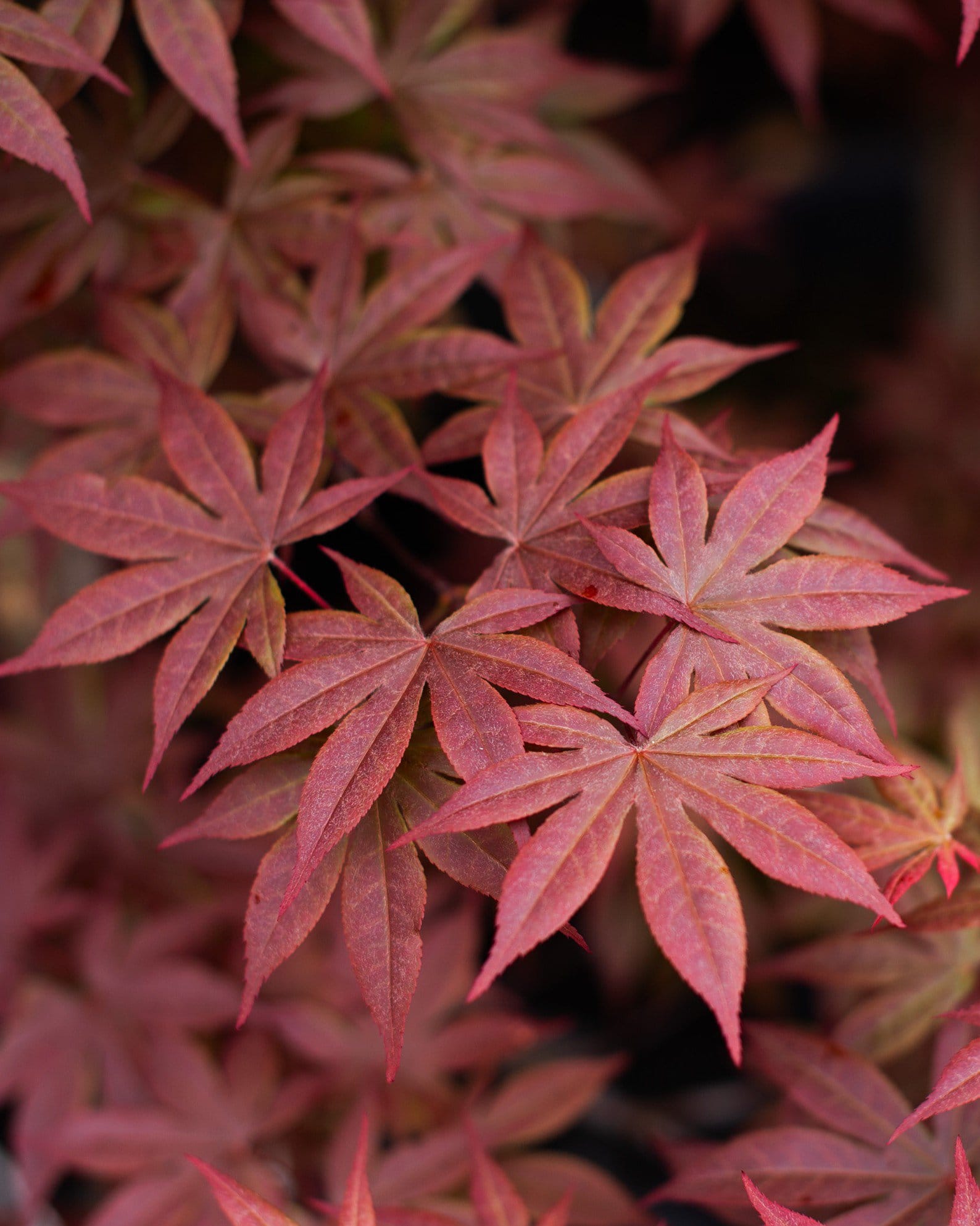 Emperor I Japanese Maple