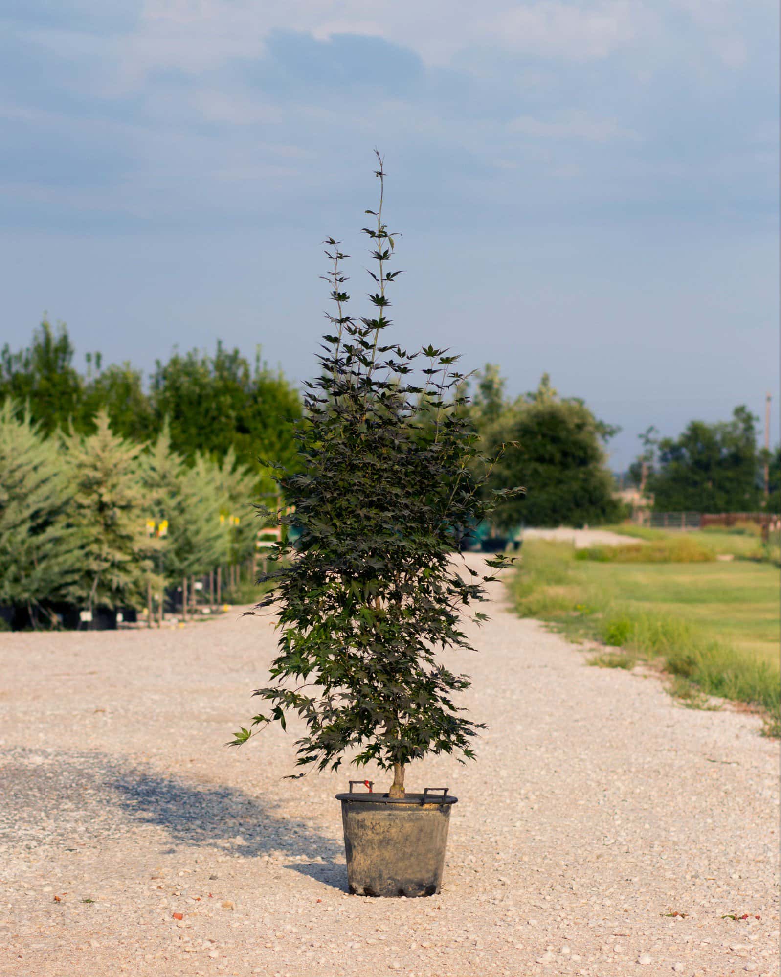 Emperor I Japanese Maple - Image 1