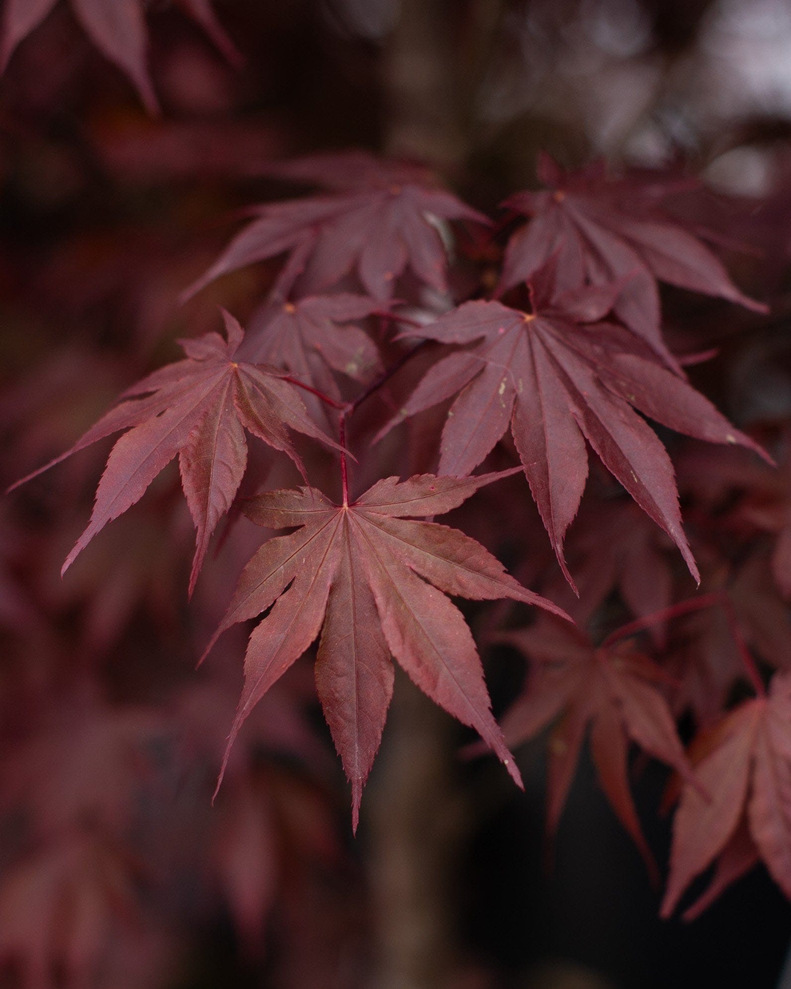 Emperor I Japanese Maple - view 3