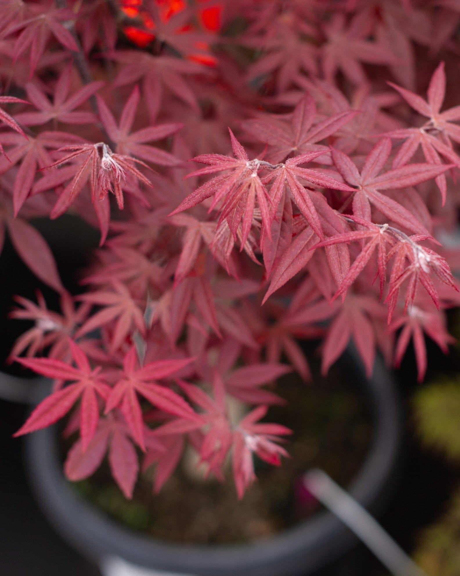 Emperor I Japanese Maple - view 4