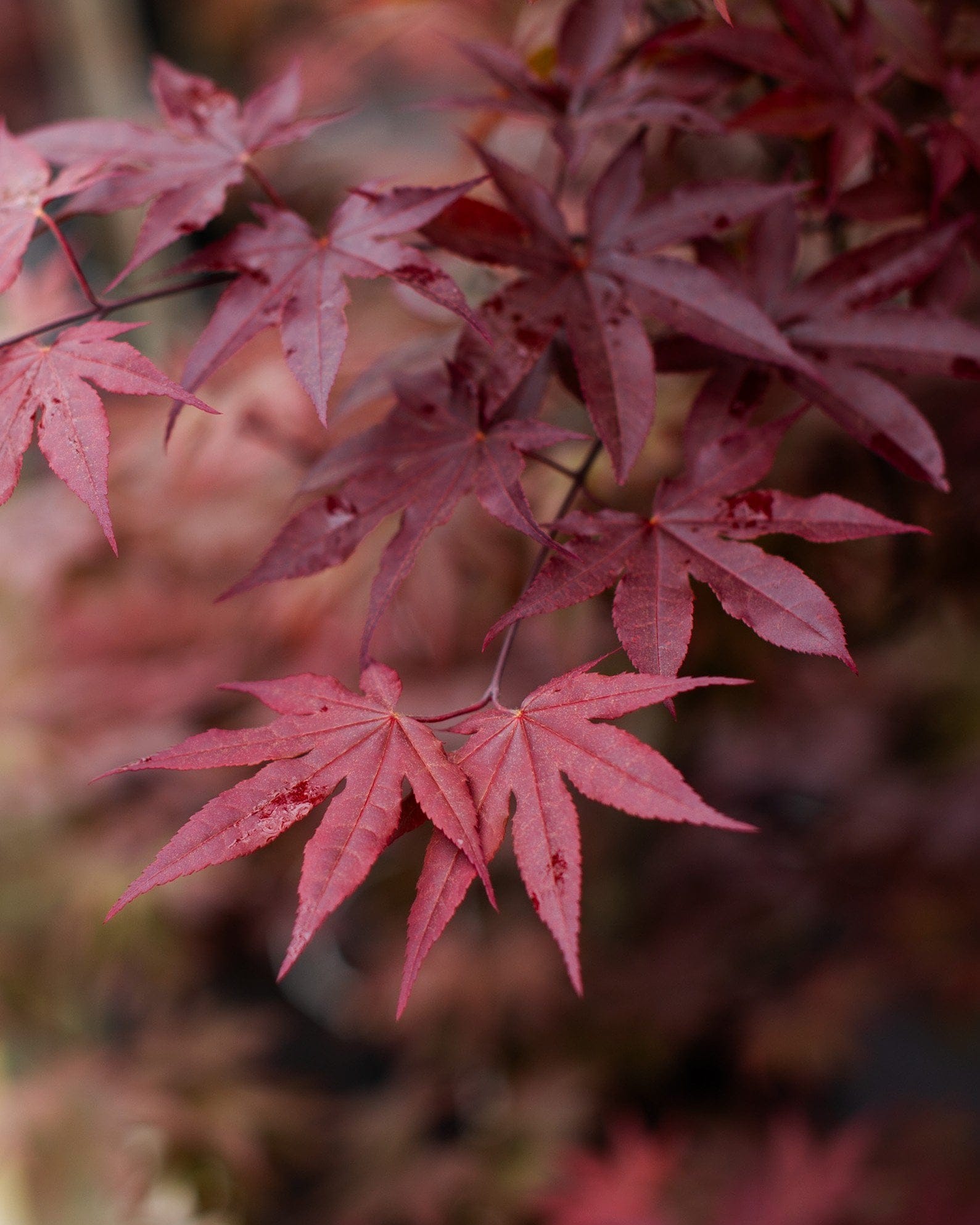 Emperor I Japanese Maple - view 5