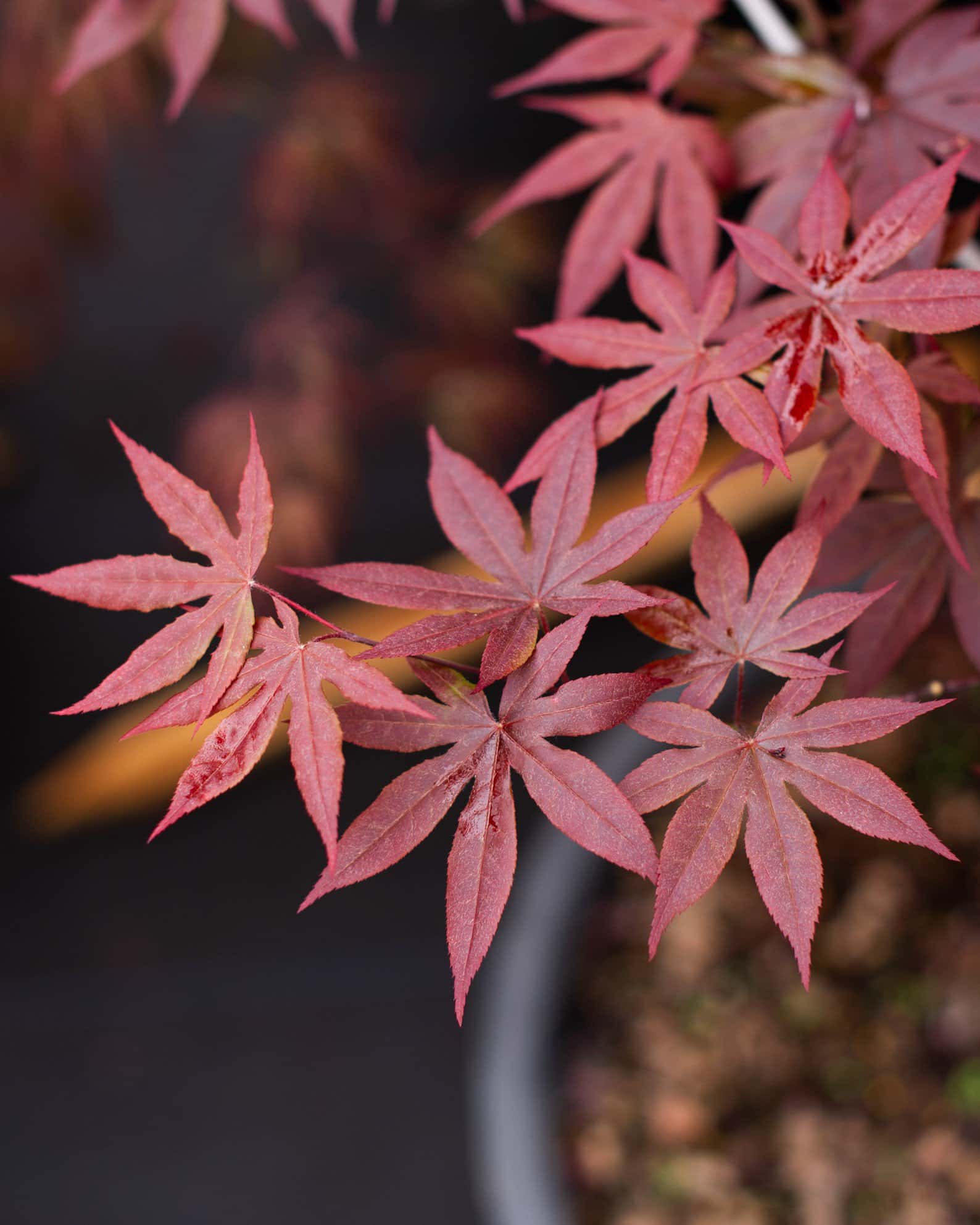 Emperor I Japanese Maple - Image 5