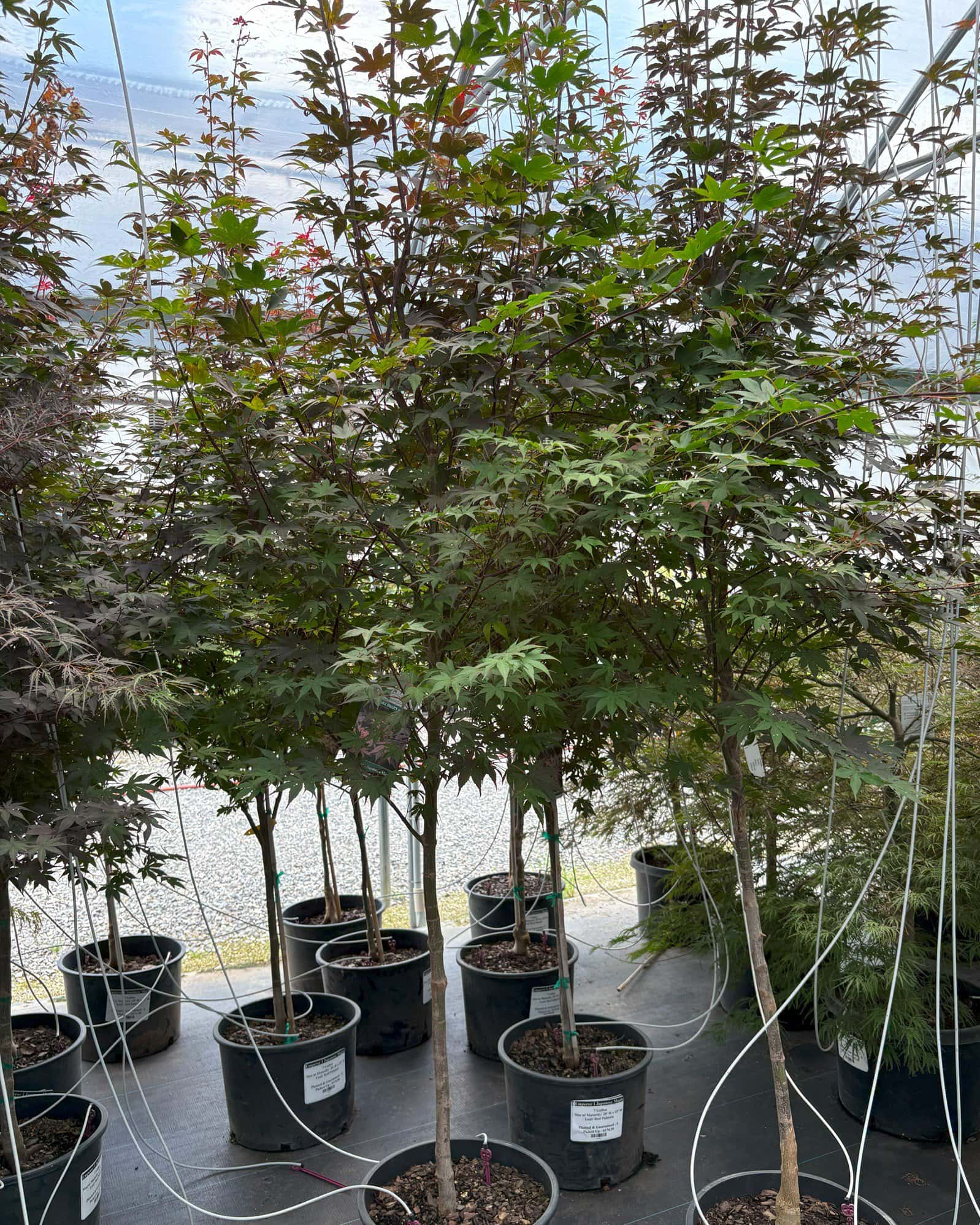 Emperor I Japanese Maple - Image 6