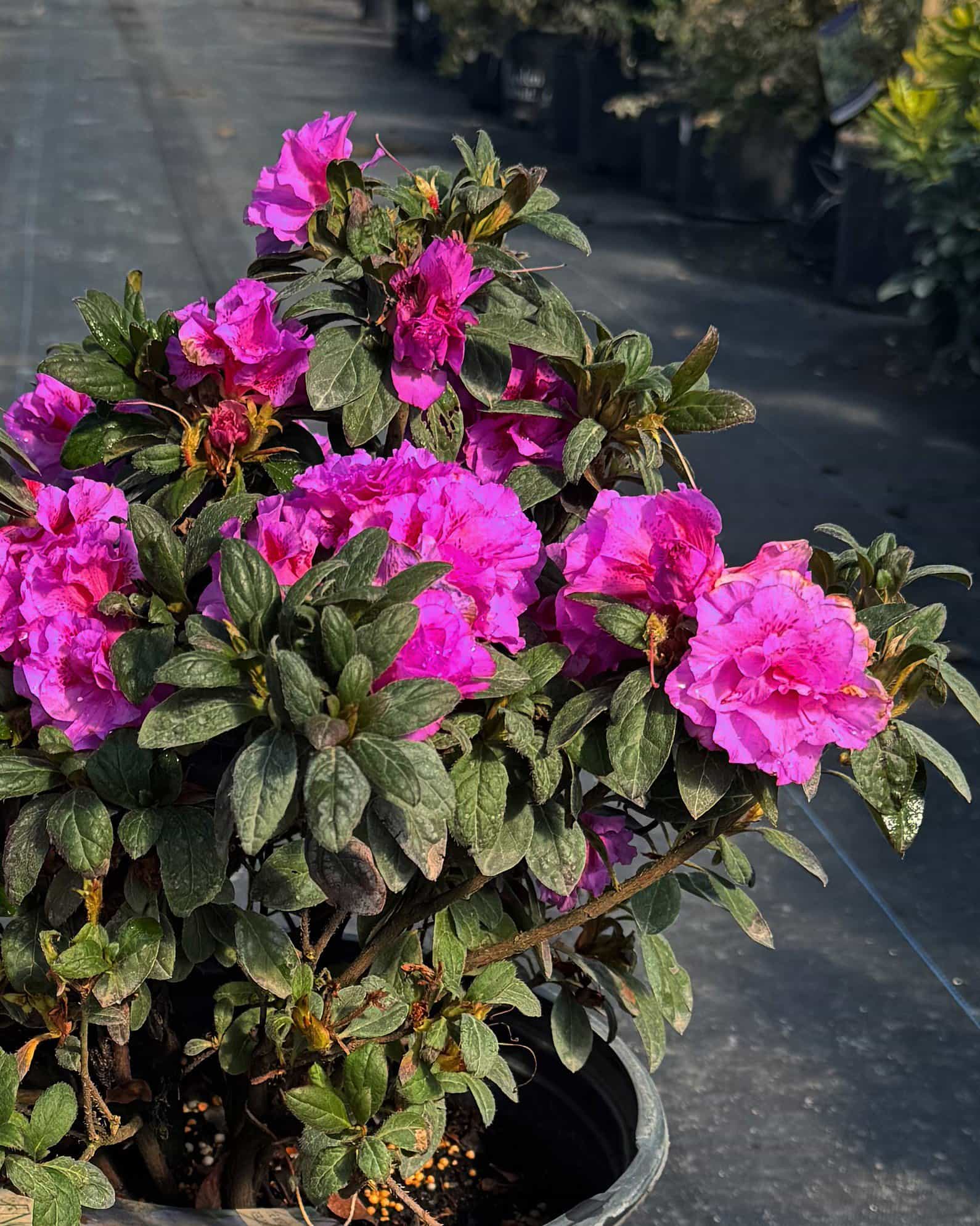 Encore Azalea Autumn Majesty - view 2