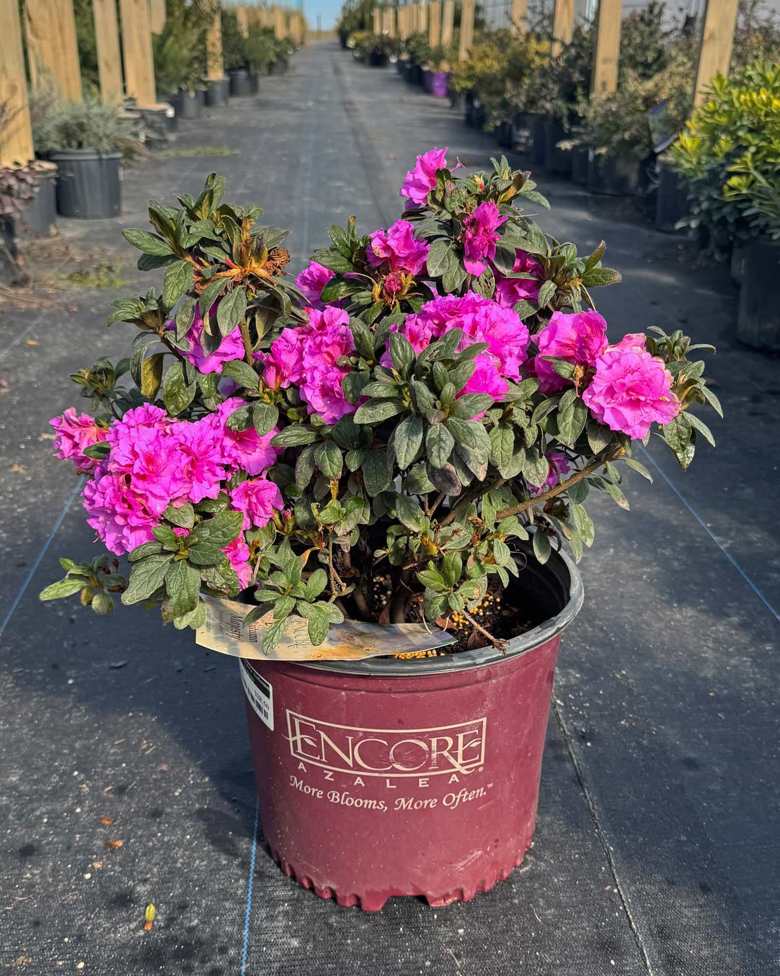 Encore Azalea Autumn Majesty - view 3