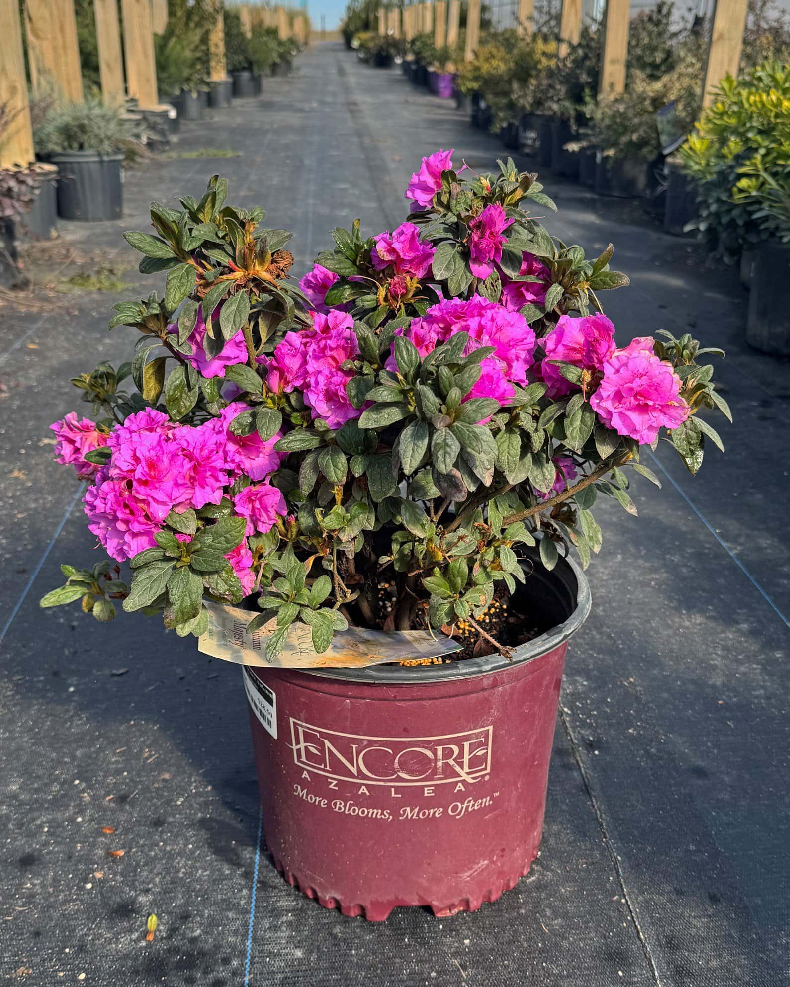Encore Azalea Autumn Majesty - Image 2