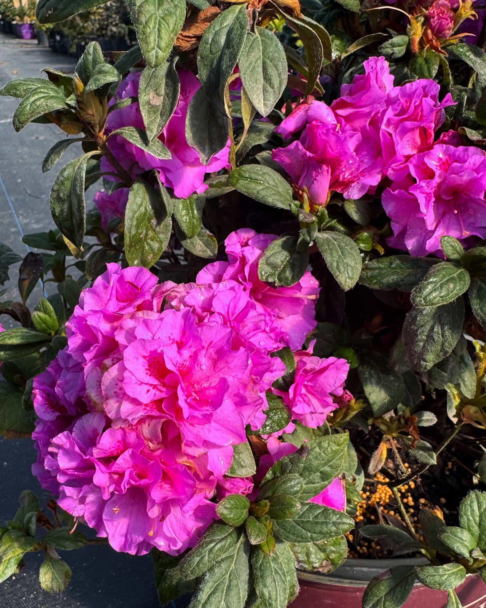 Encore Azalea Autumn Majesty - view 4