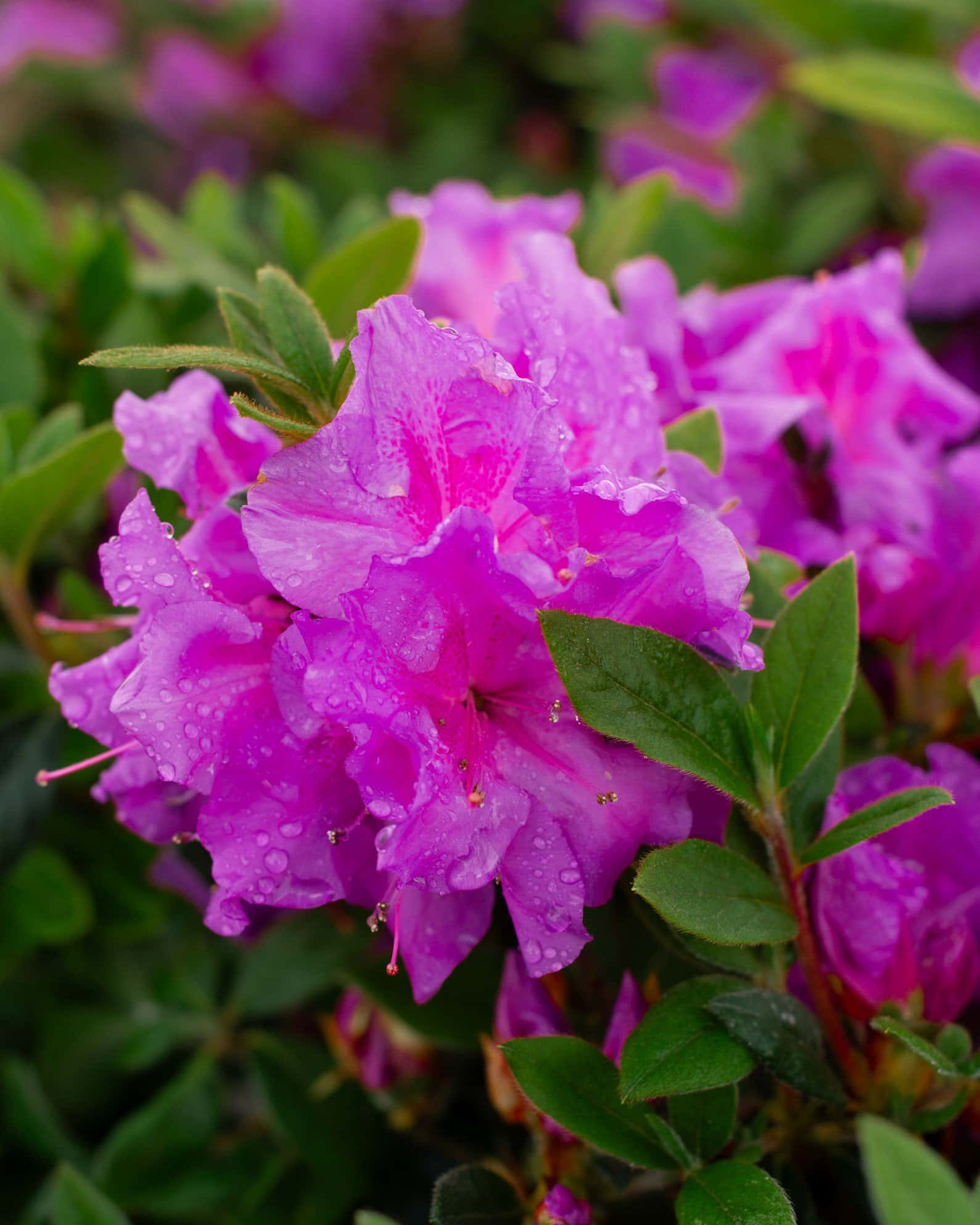Encore Azalea Autumn Royalty - Main Image
