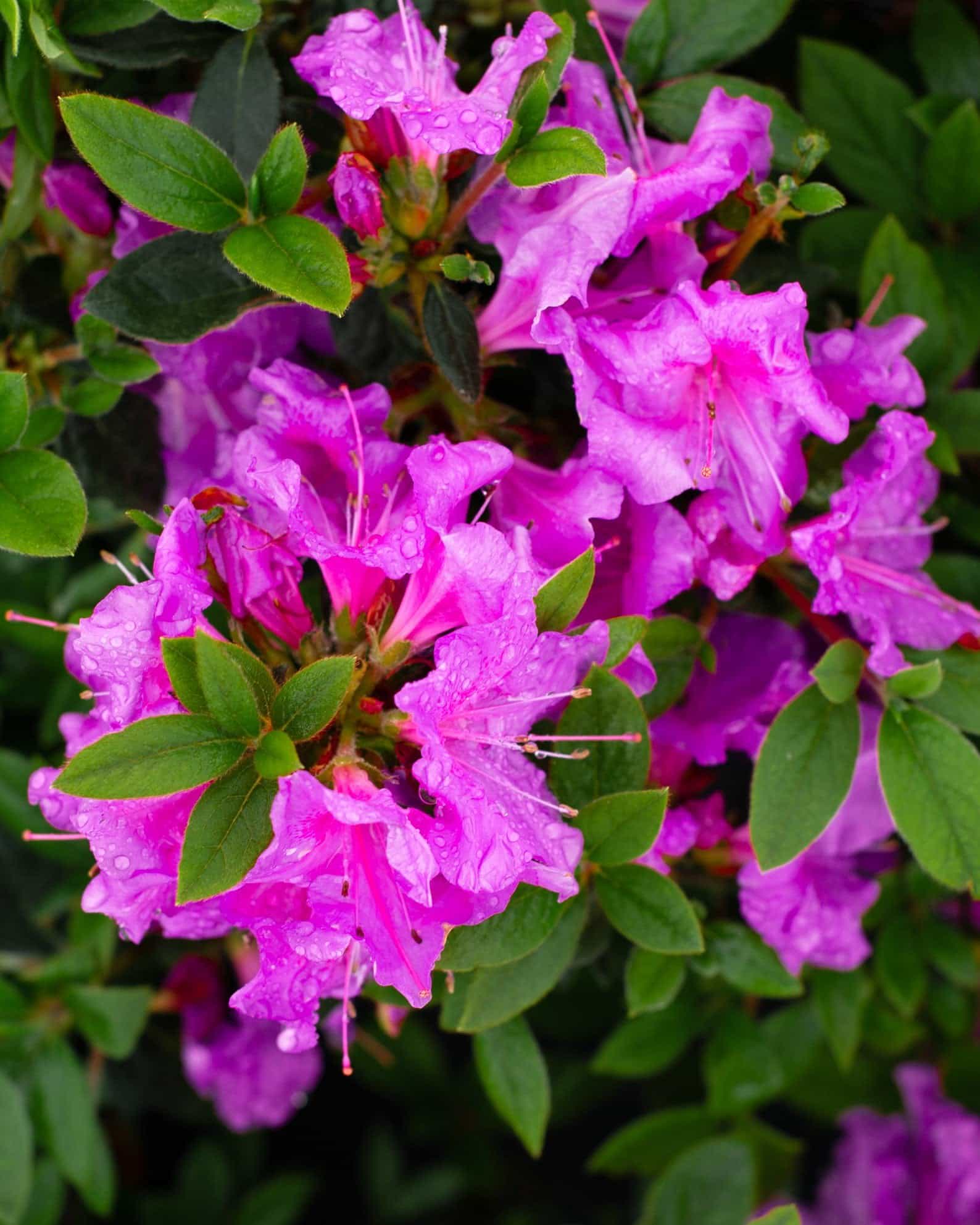 Encore Azalea Autumn Royalty - view 2
