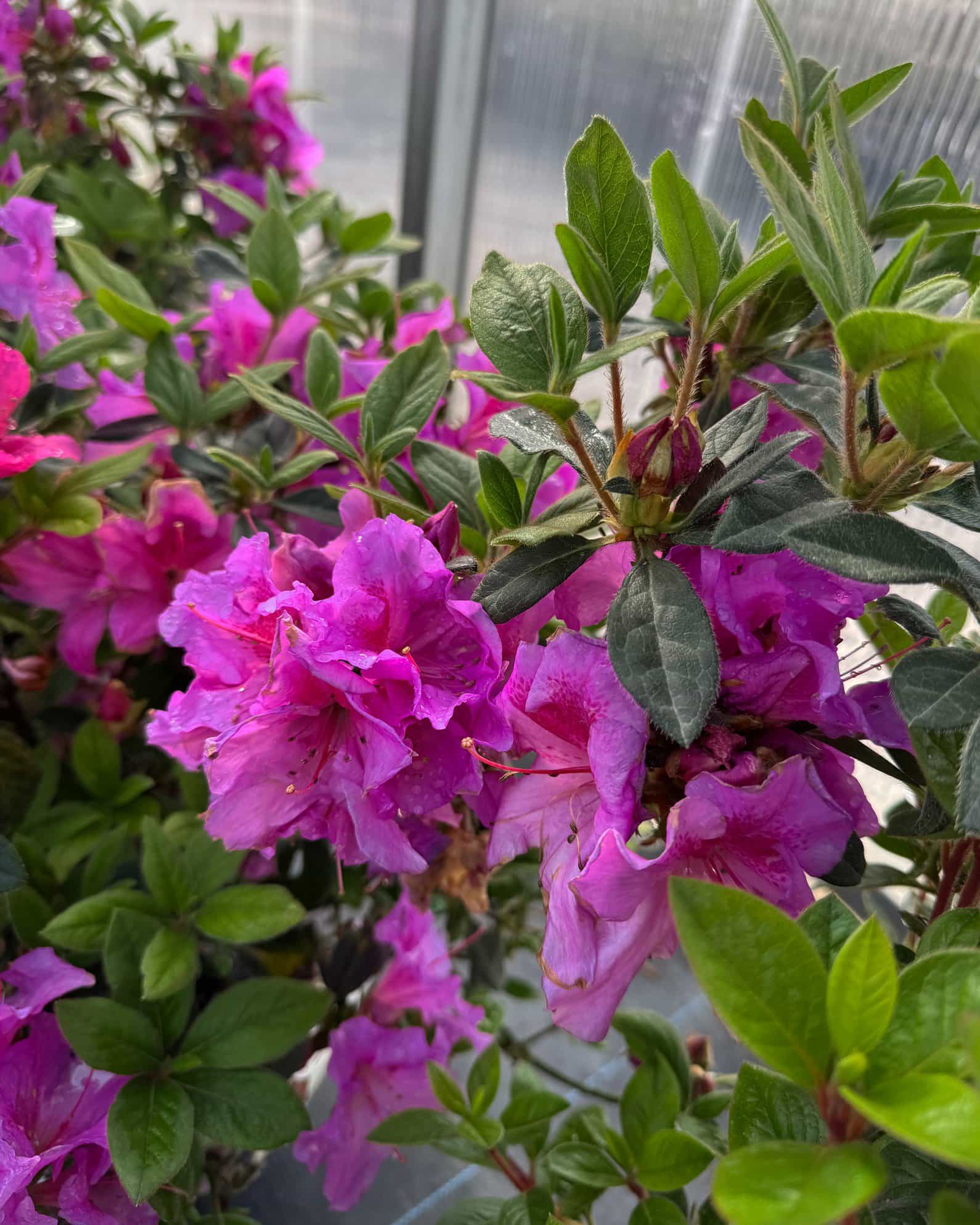 Encore Azalea Autumn Royalty - view 4