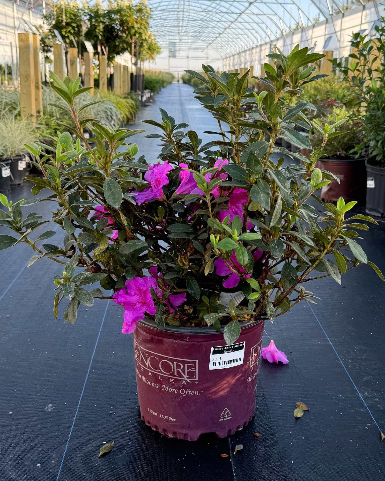 Encore Azalea Autumn Royalty - view 5