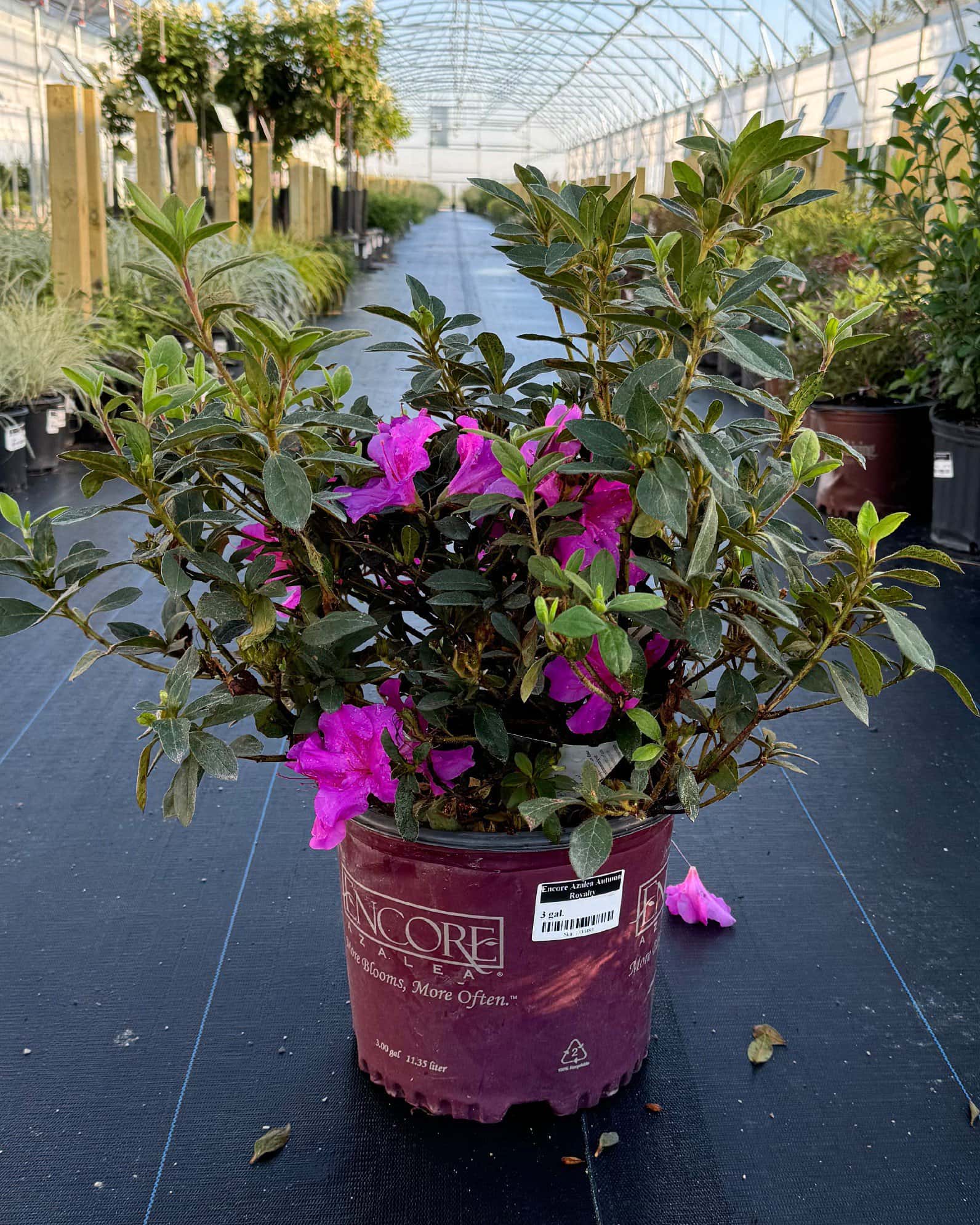 Encore Azalea Autumn Royalty - Image 4