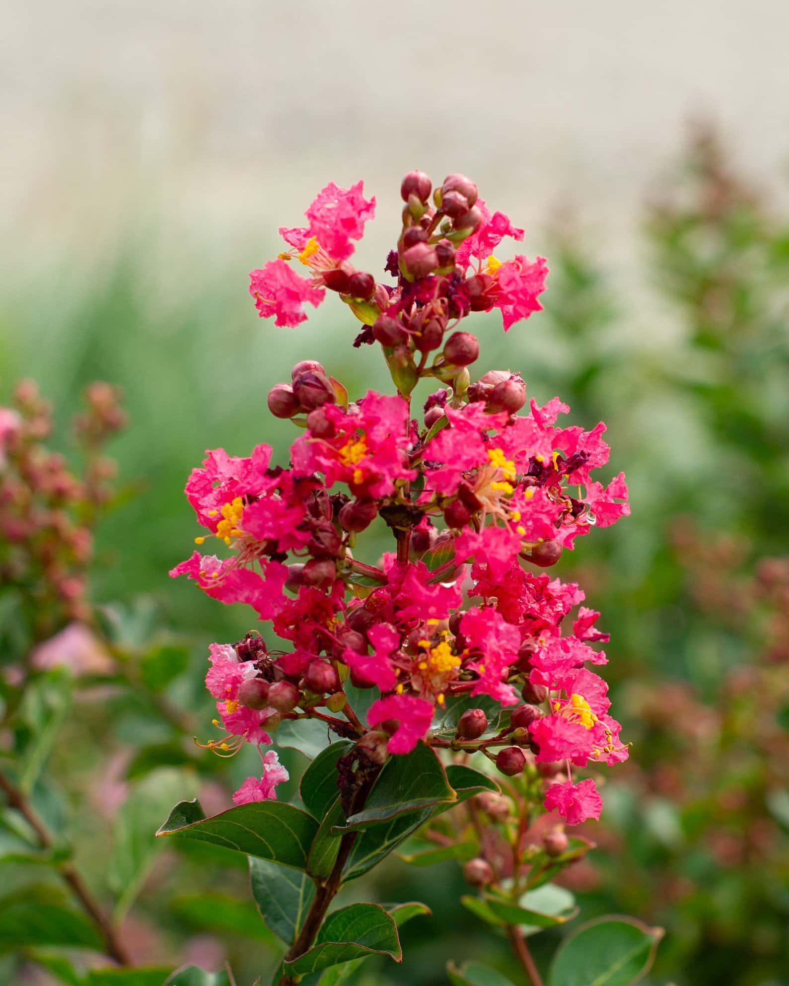 Enduring Fuchsia Crape Myrtle - Main Image