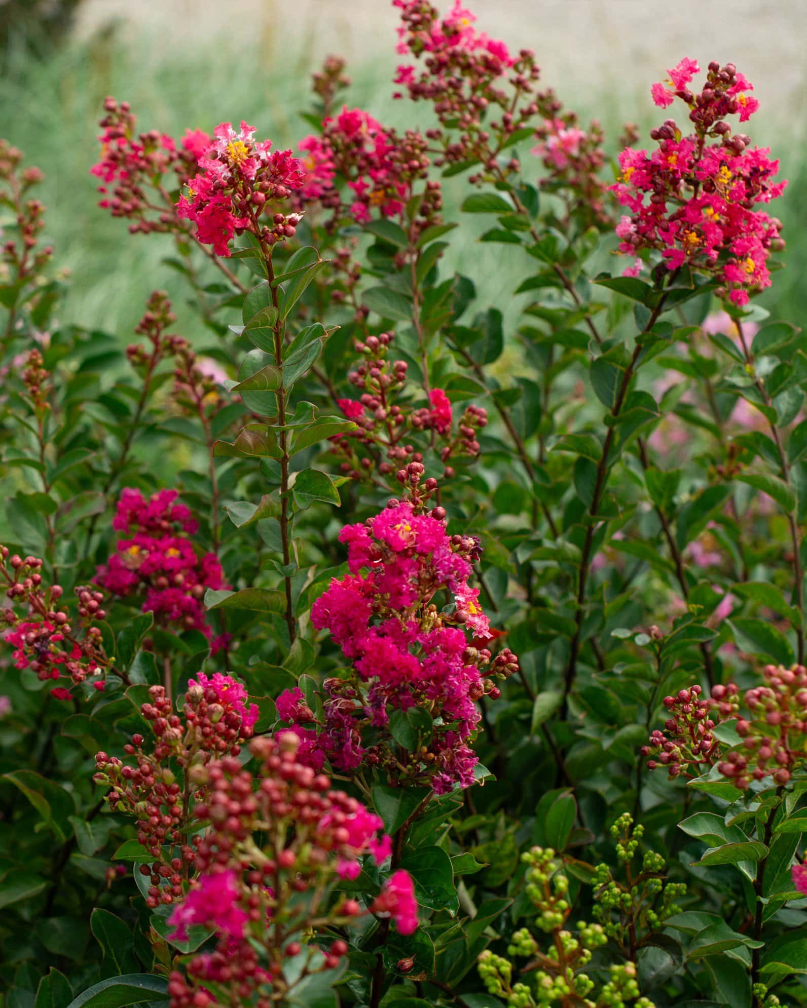 Enduring Fuchsia Crape Myrtle - Image 1