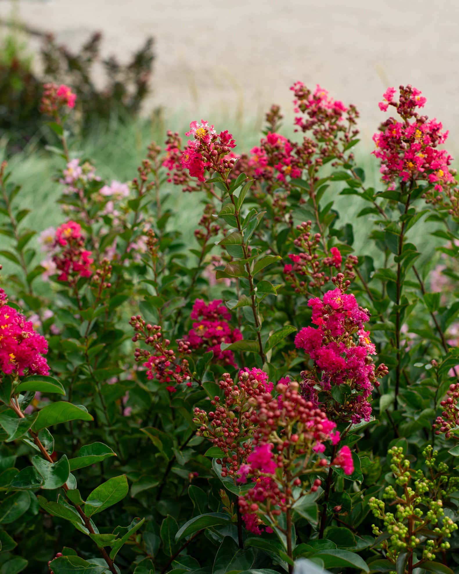 Enduring Fuchsia Crape Myrtle - Image 2