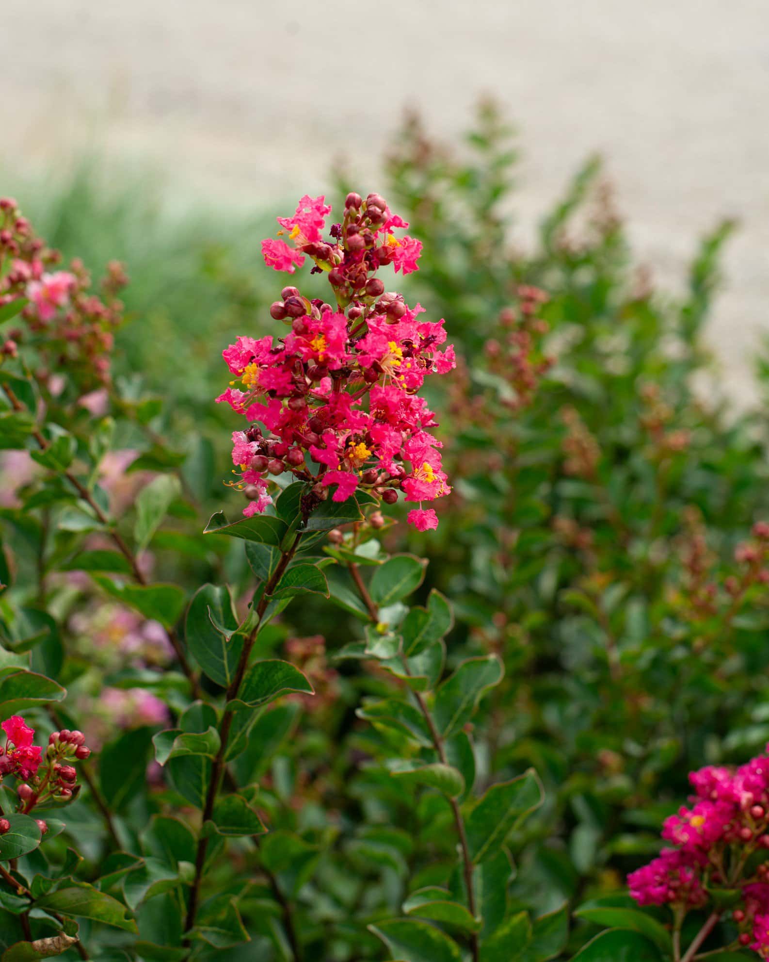 Enduring Fuchsia Crape Myrtle - Image 3