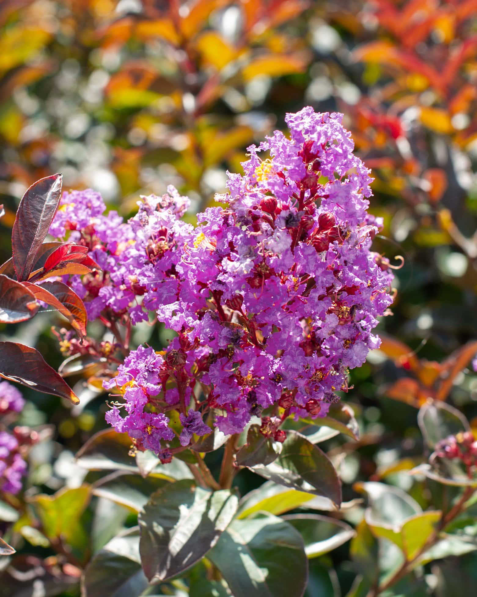 Enduring Lavender Crape Myrtle - Main Image