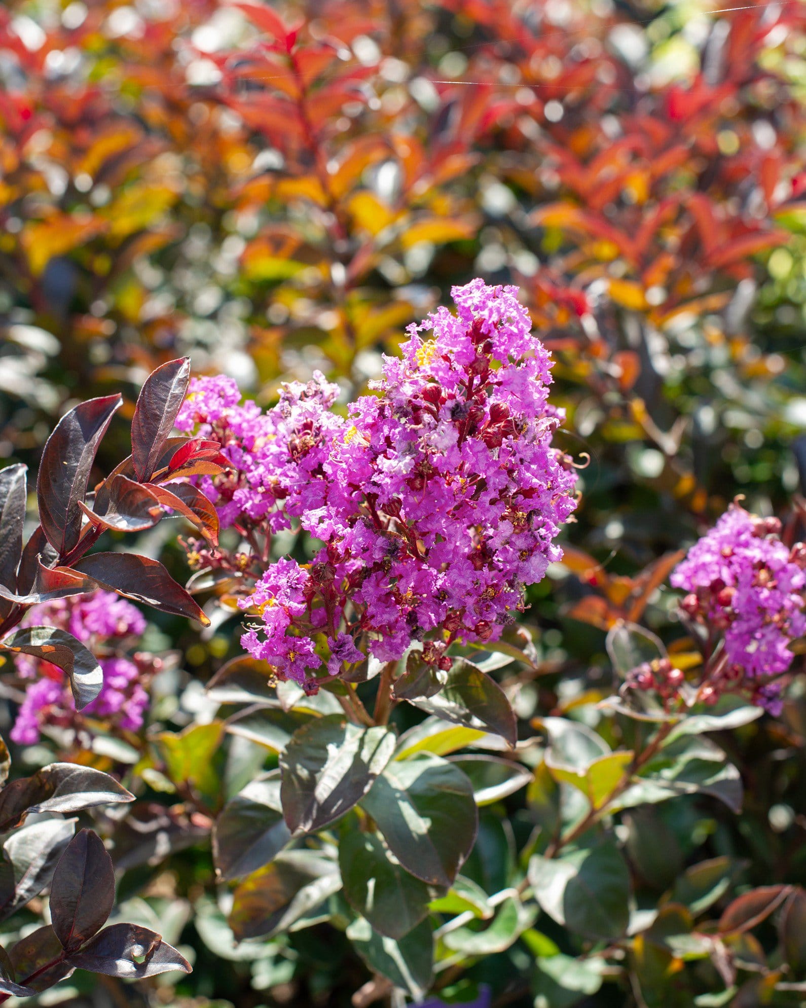 Enduring Lavender Crape Myrtle - view 2
