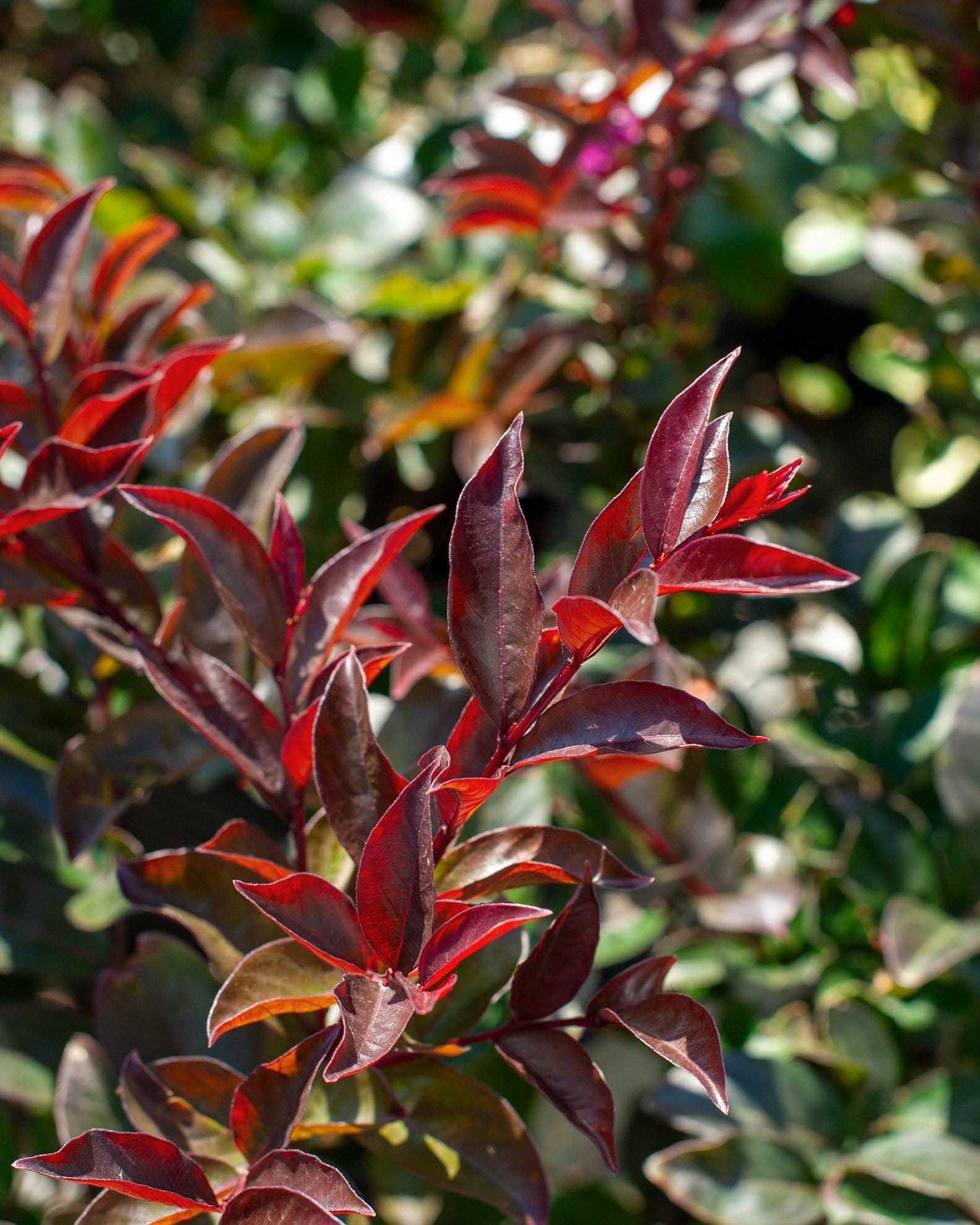 Enduring Lavender Crape Myrtle - view 3