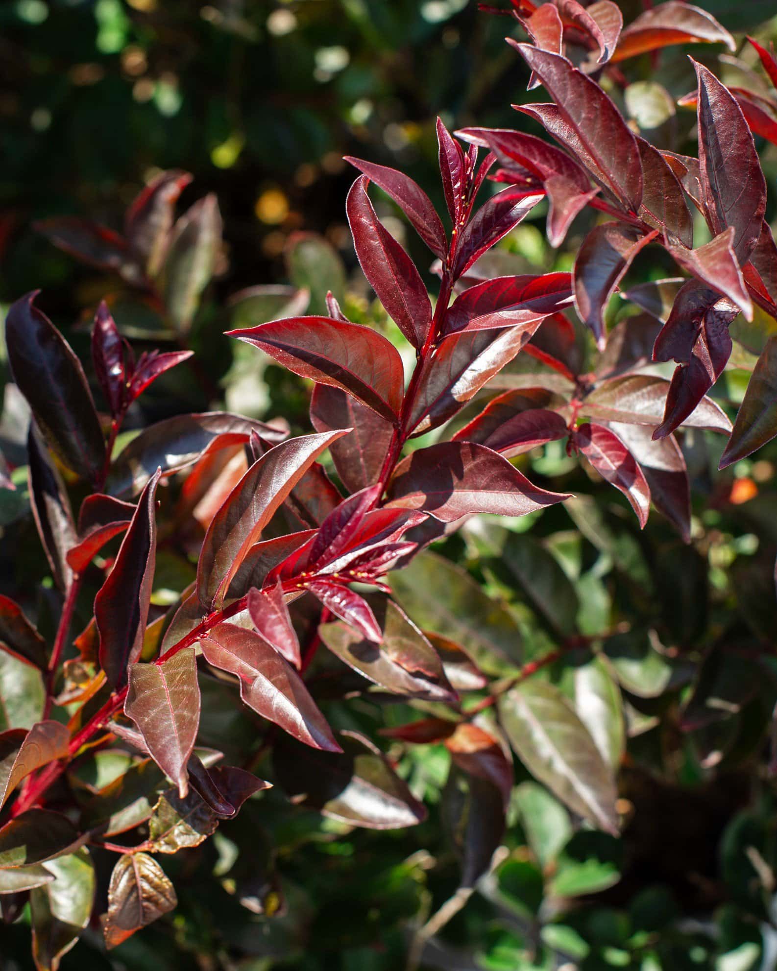 Enduring Lavender Crape Myrtle - Image 3
