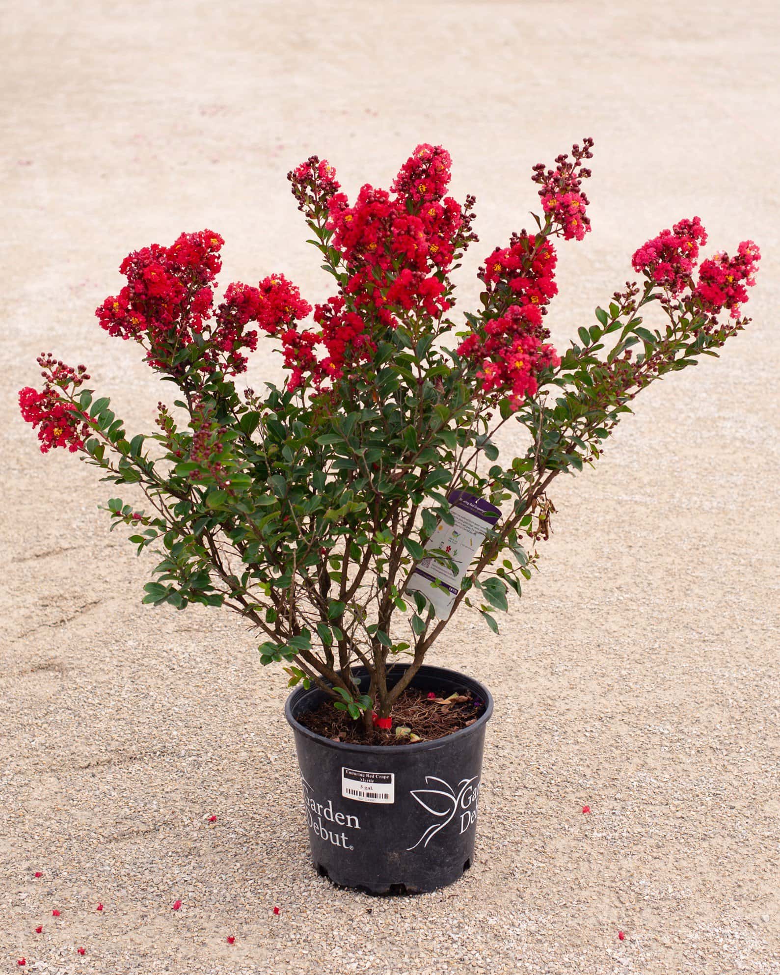 Enduring Red Crape Myrtle - Image 1