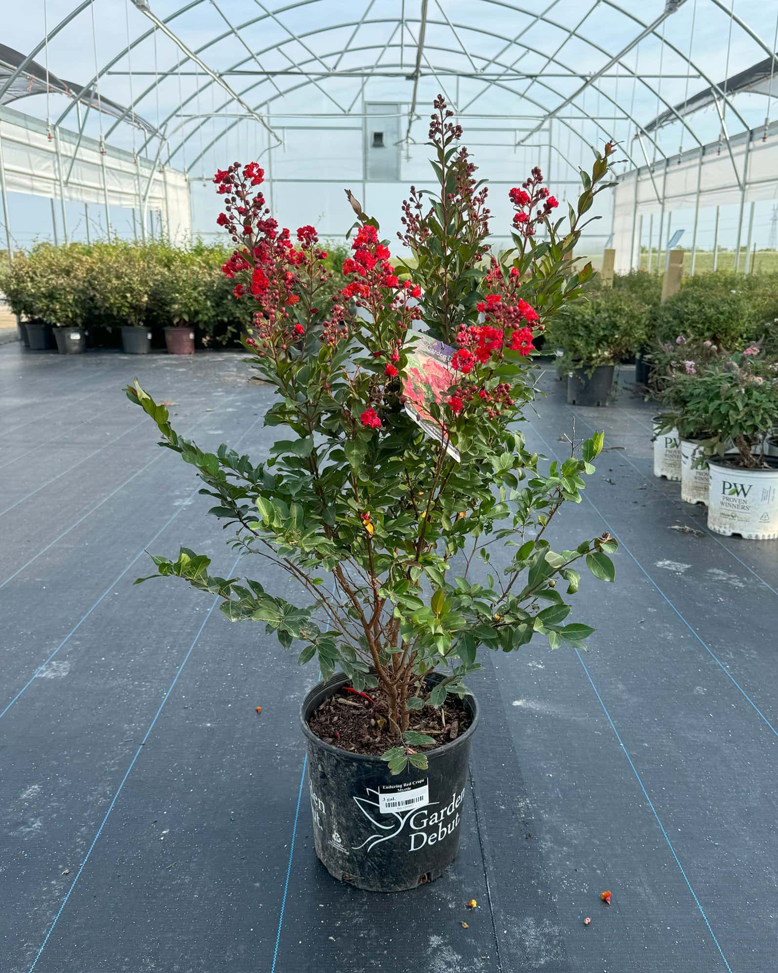 Enduring Red Crape Myrtle - Image 2