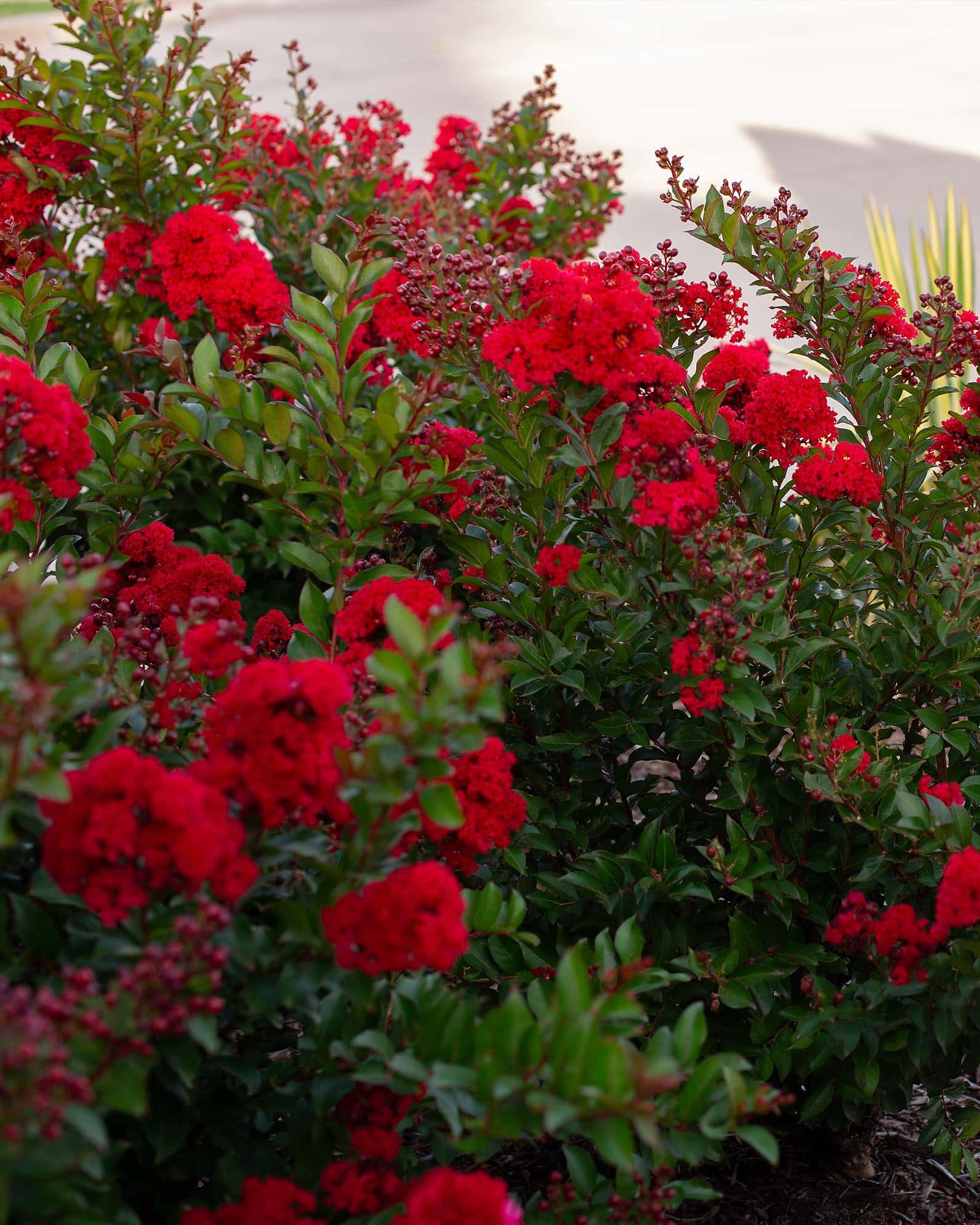 Enduring Red Crape Myrtle - Image 5