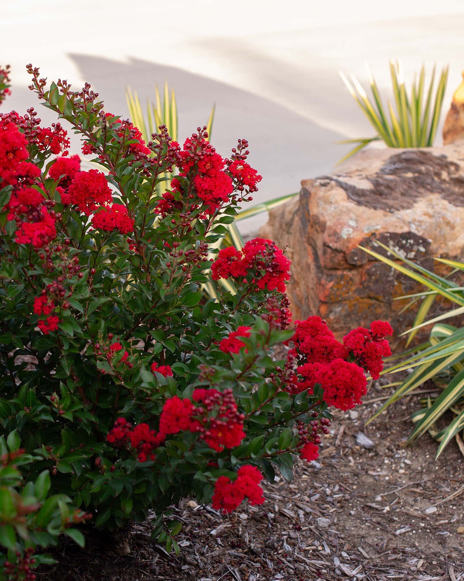 Enduring Red Crape Myrtle - Image 6