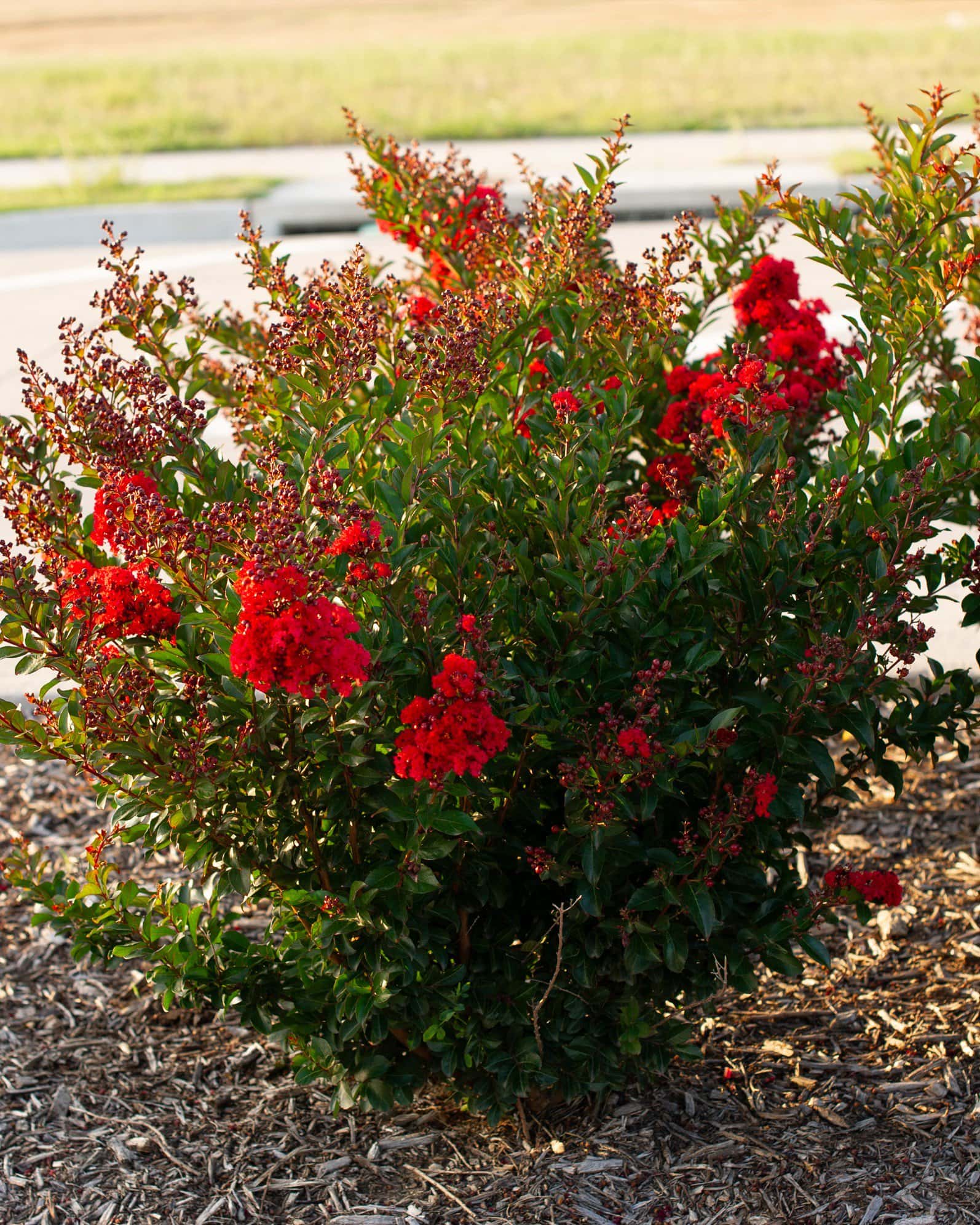 Enduring Red Crape Myrtle - Image 7