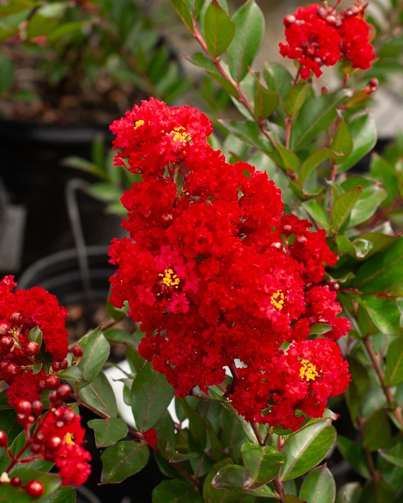 Enduring Summer Red Crape Myrtle - Main Image