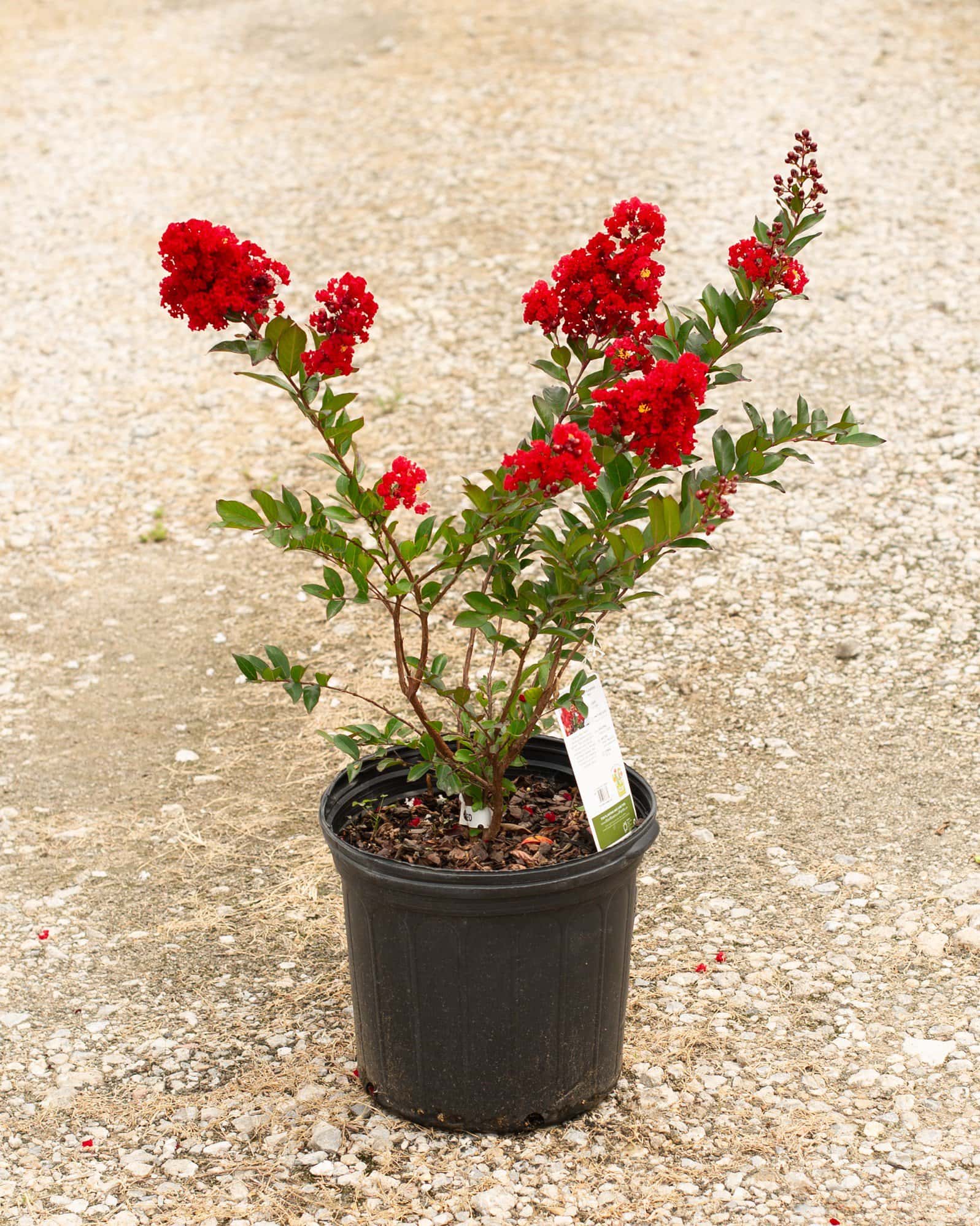 Enduring Summer Red Crape Myrtle - Image 1