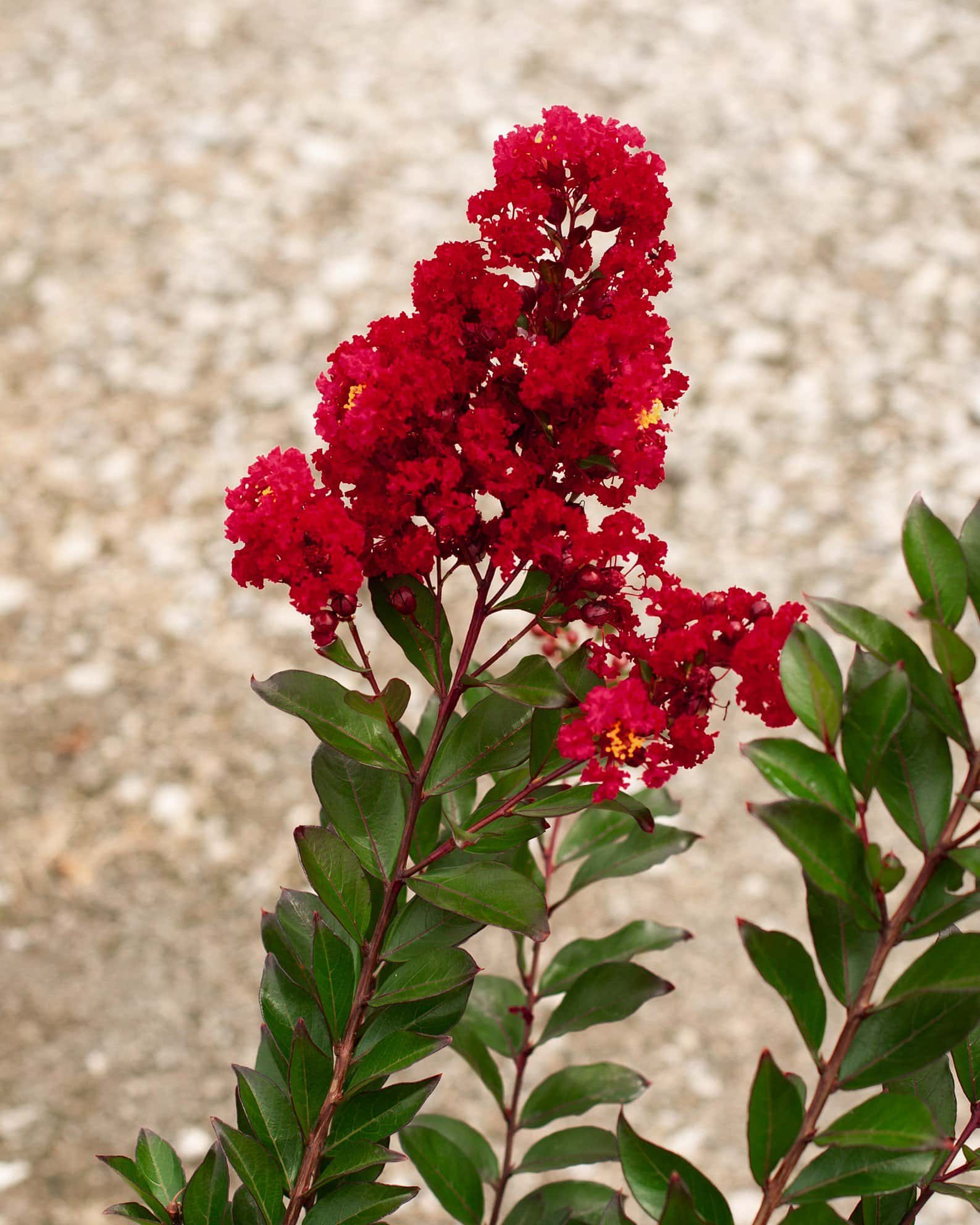 Enduring Summer Red Crape Myrtle - Image 2