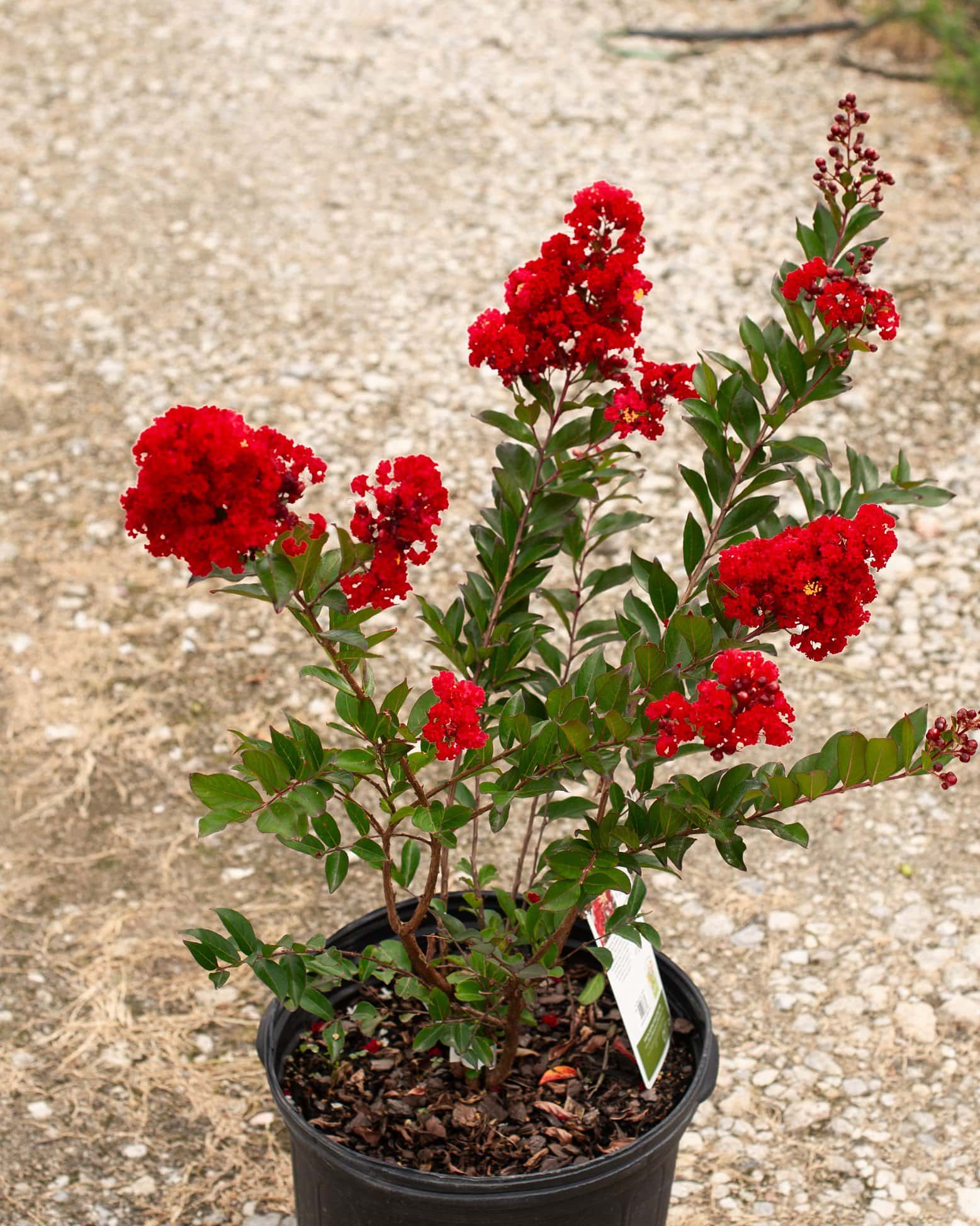 Enduring Summer Red Crape Myrtle - Image 3