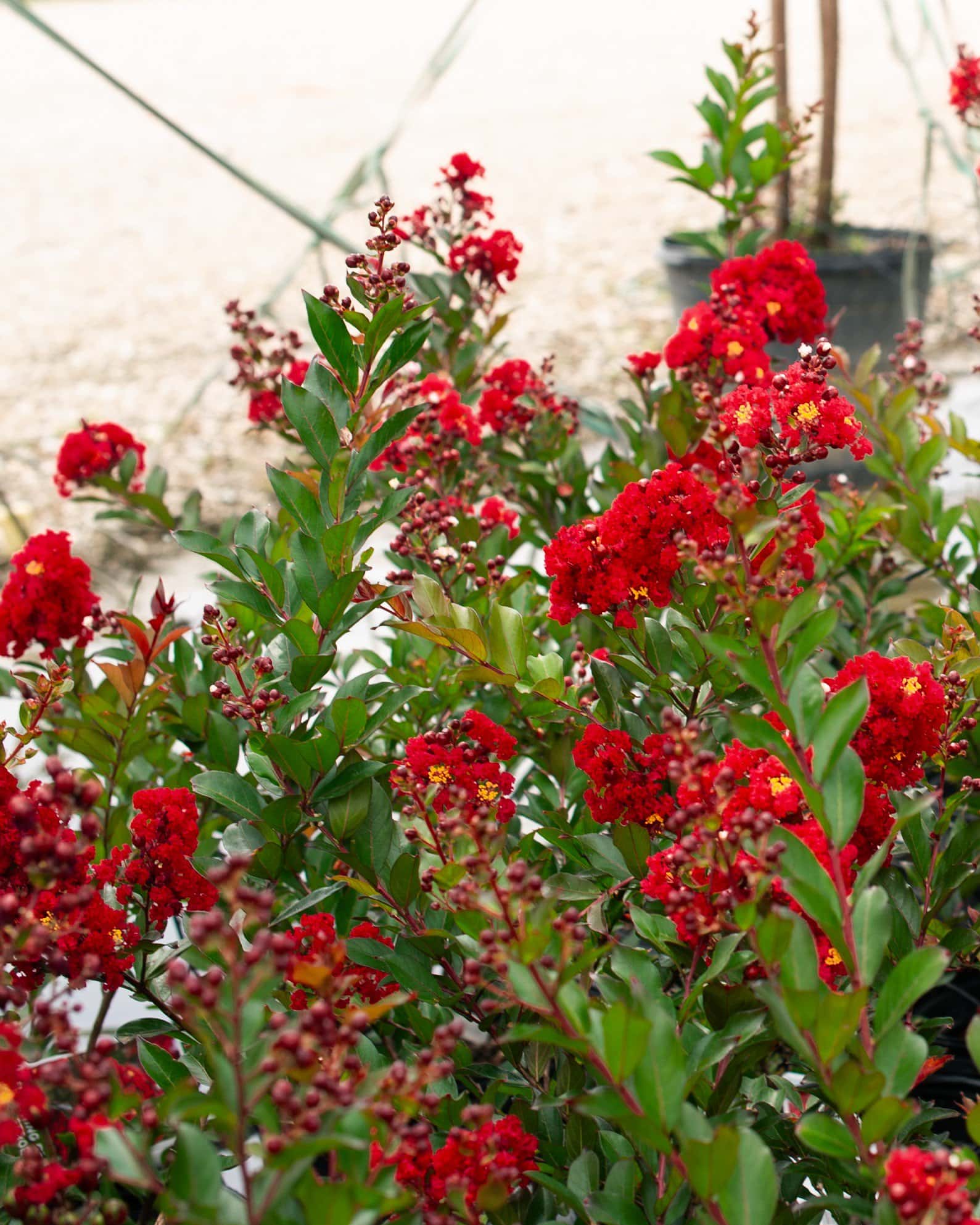 Enduring Summer Red Crape Myrtle - Image 4