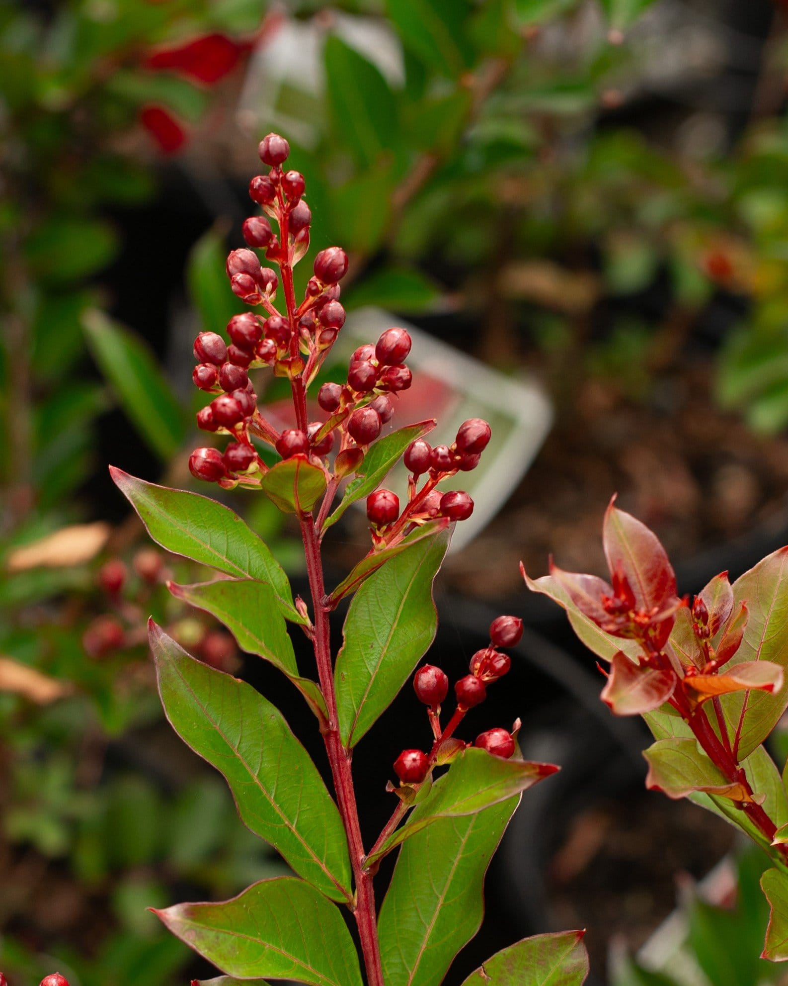 Enduring Summer Red Crape Myrtle - view 2
