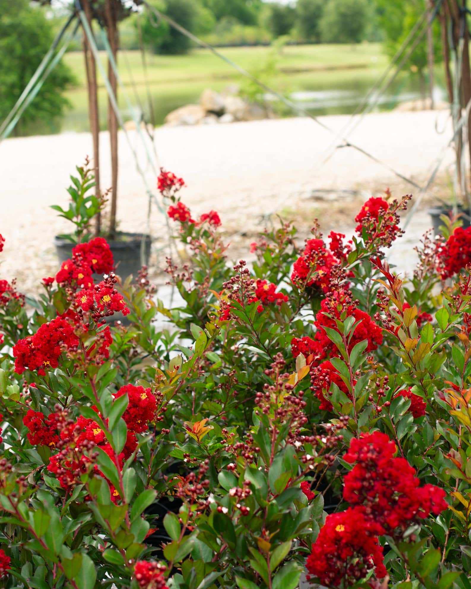 Enduring Summer Red Crape Myrtle - Image 6